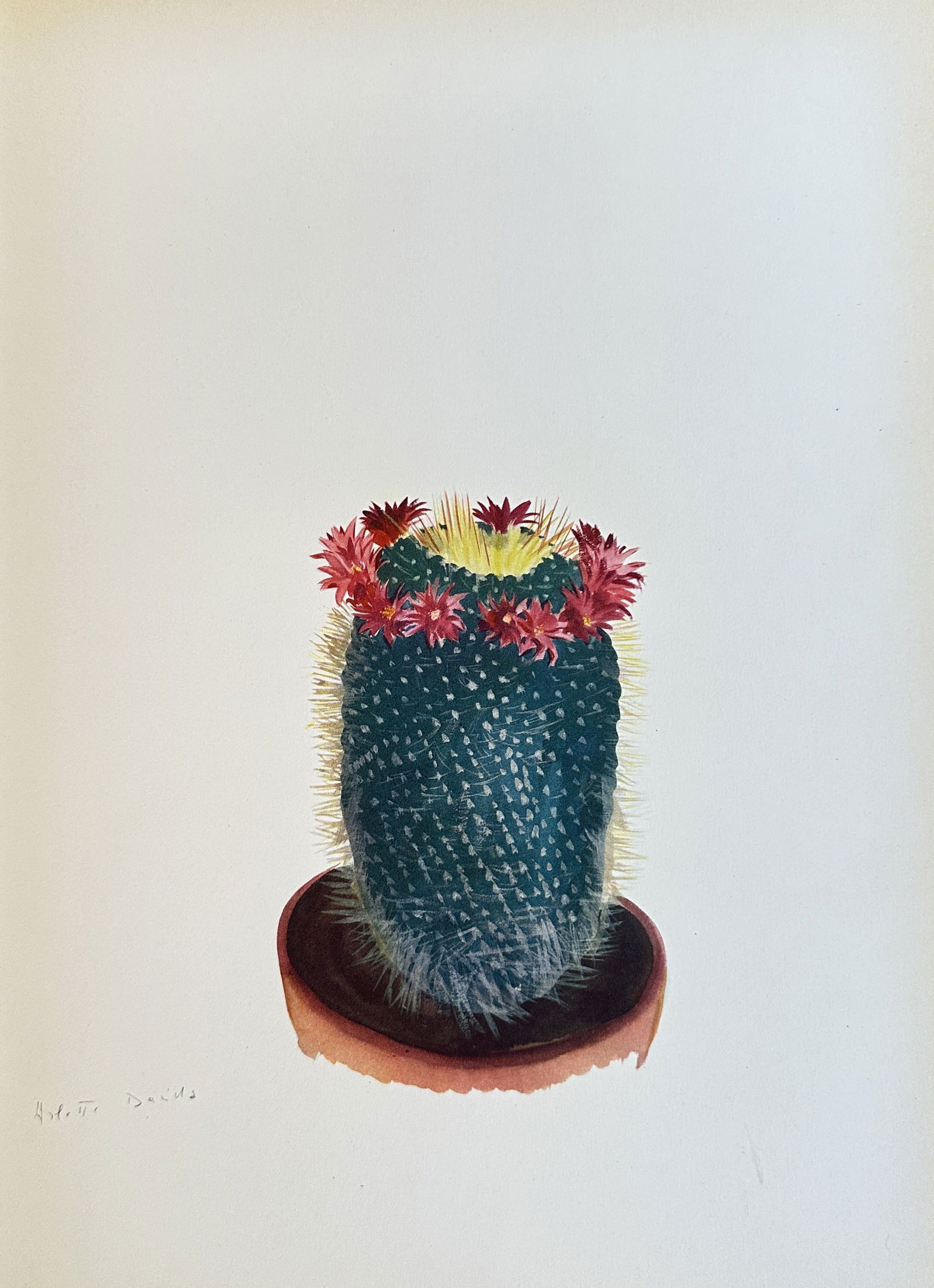 Arlette Davids (1888-1961) – Flowering Barrel Cactus – Chromolithograph (c. 1950) (1 of 2)