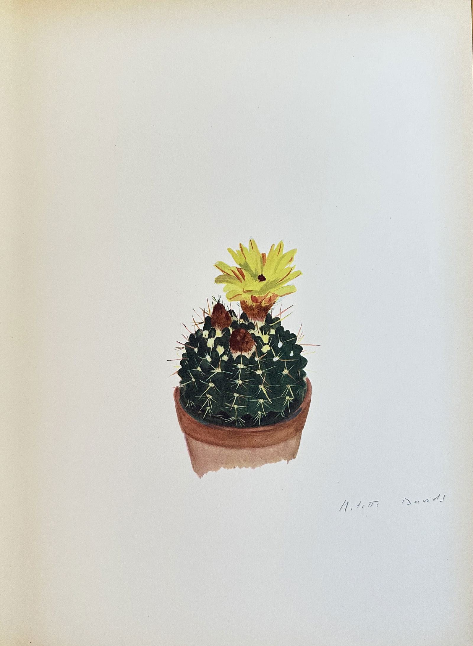 Arlette Davids (1888-1961) – Round Cactus with Flower – Chromolithograph (c. 1950) (1 of 2)