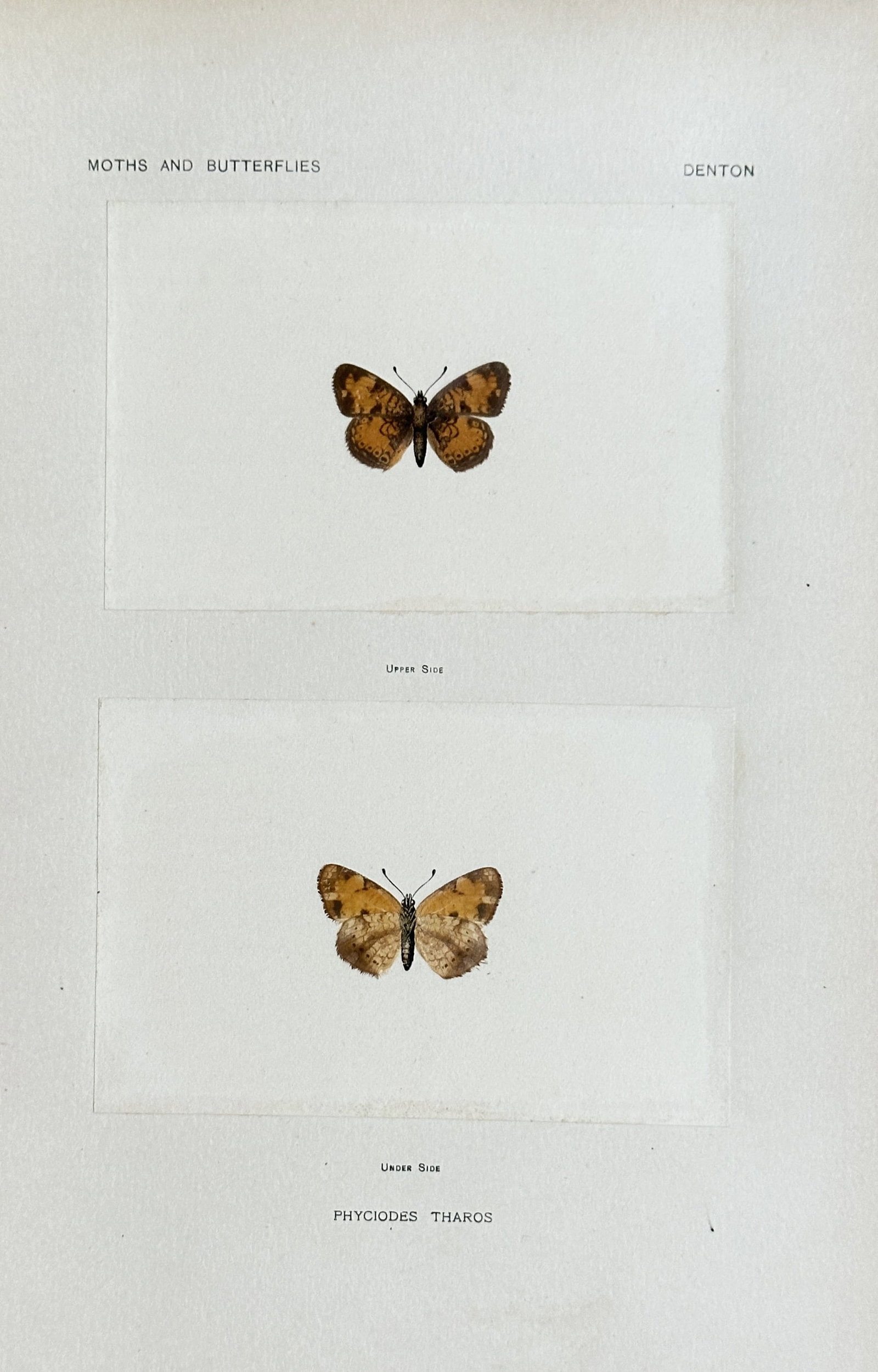 Sherman Foote Denton (1856-1937) – Moths and Butterflies: Phyciodes Tharos: This is a chromolithograph from Sherman Foote Denton’s work, As a Book of Moths and Butterflies. The print shows two detailed scientific illustrations of a Phyciodes Tharos butterfly. The work is kn