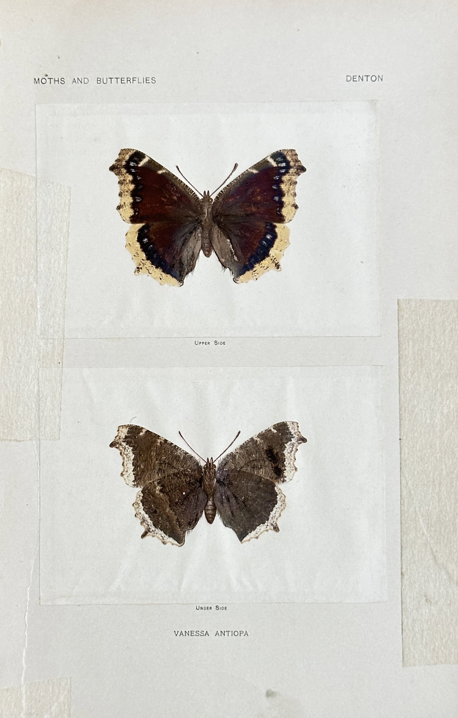 Sherman Foote Denton (1856-1937) – Moths and Butterflies: Vanessa Antiopa: This is a chromolithograph from Sherman Foote Denton’s work, As a Book of Moths and Butterflies. The print shows two detailed scientific illustrations of a Vanessa Antiopa butterfly. The work is kno