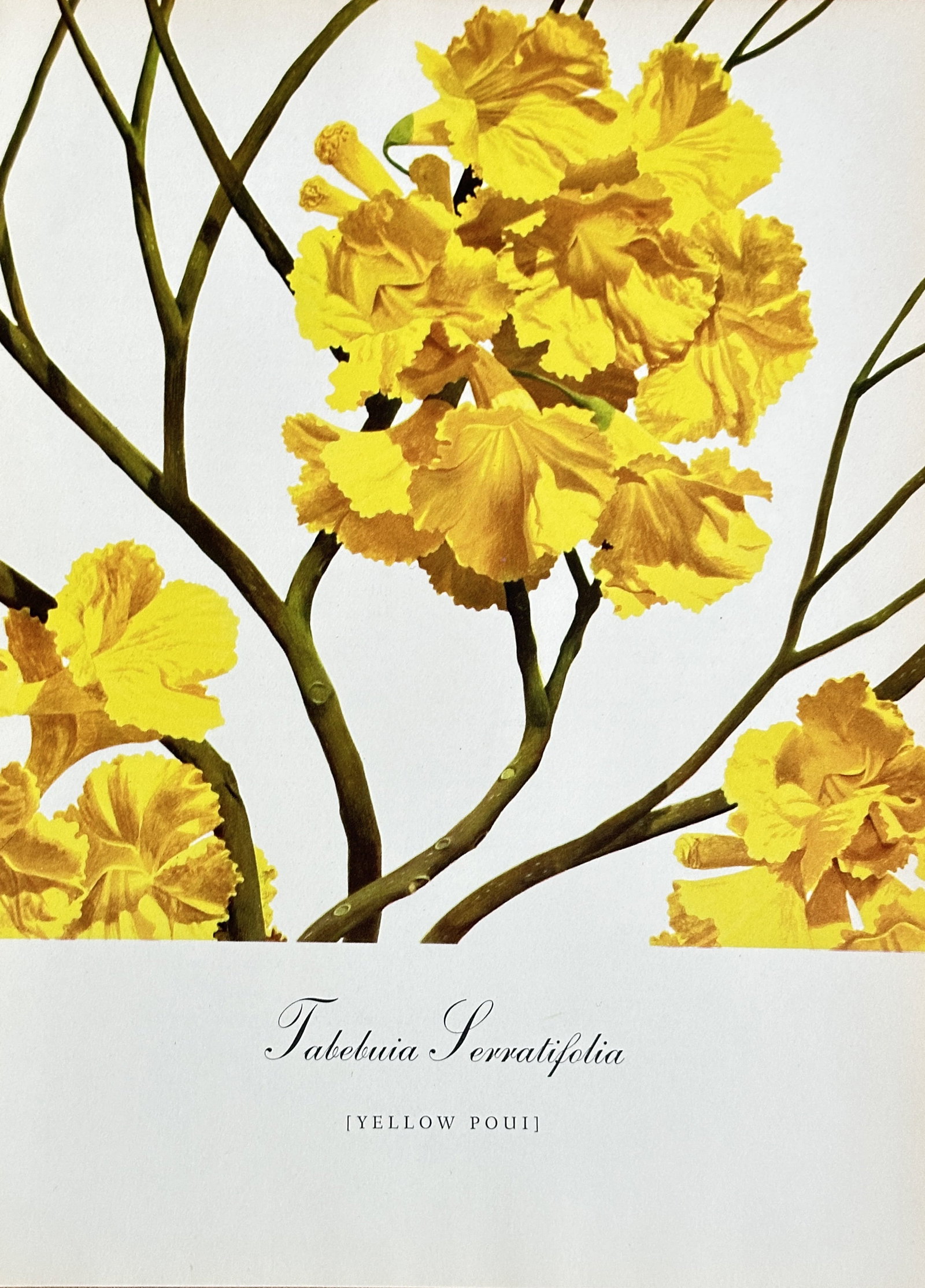 Tirtha Raj Tuladhar (1930-2017) – Tabebuia Serratifolia (Yellow Poui) – Offset Lithograph (c.: This is an offset lithograph of a Tabebuia Serratifolia, or Yellow Poui, a species of flowering tree. The botanical illustration is from a series of tropical flower prints. Tirtha Raj Tuladhar was a N