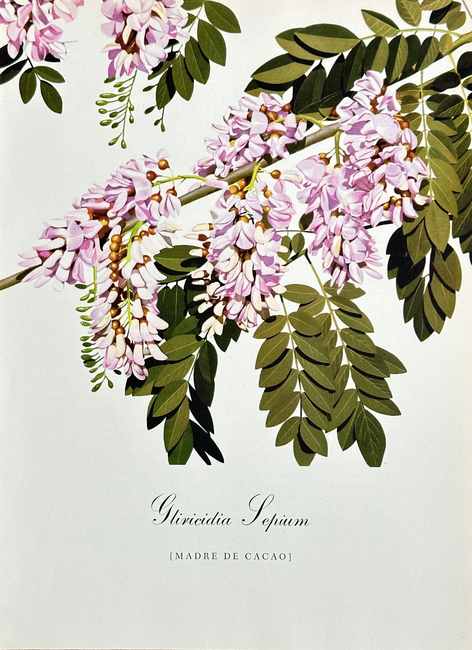 Tirtha Raj Tuladhar (1930-2017) – Gliricidia Sepium (Madre de Cacao) – Offset Lithograph (c. (1 of 2)