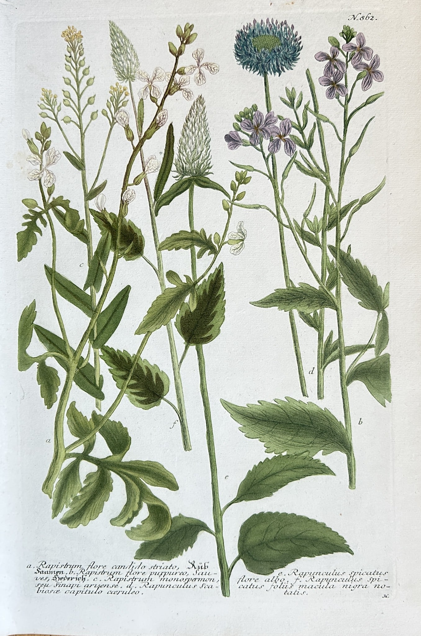 Johann Wilhelm Weinmann – A Set of Radish and Agrimony Species – Engraving (1 of 2)