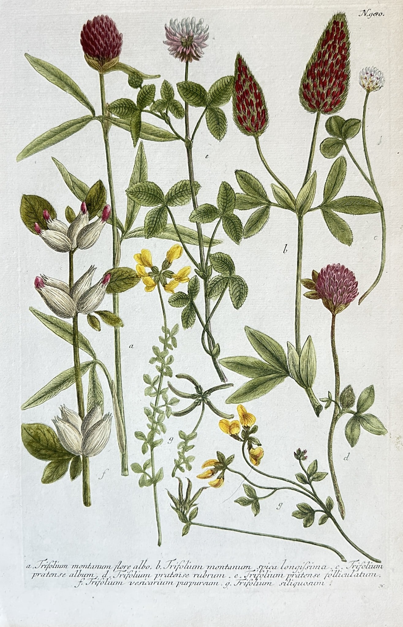 Johann Wilhelm Weinmann – A Set of Clover Species – Engraving, Hand-coloured (1 of 2)