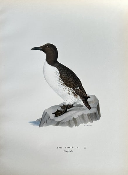 Magnus von Wright (1805–1868) – Common Murre – Hand-coloured lithograph: This hand-coloured lithograph is an ornithological illustration of a common murre (uria troille). The bird is depicted perched on a rock by the water. This work, along with many others, was part of a 