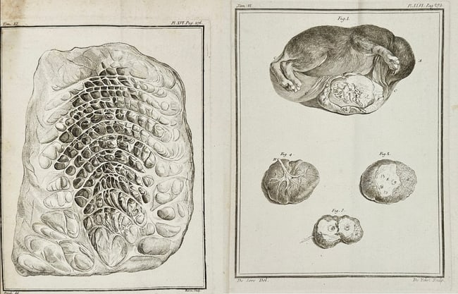 Jacques de Sève – Set of 2: Camelus Dromedarius and Comparative Fetal: This set of two original 18th-century copperplate engravings by Jacques de Sève comprises 'Camelus Dromedarius (Dromedary Camel)' and 'Comparative Fetal and Organ Studies.' The 'Camelus Dromedarius'