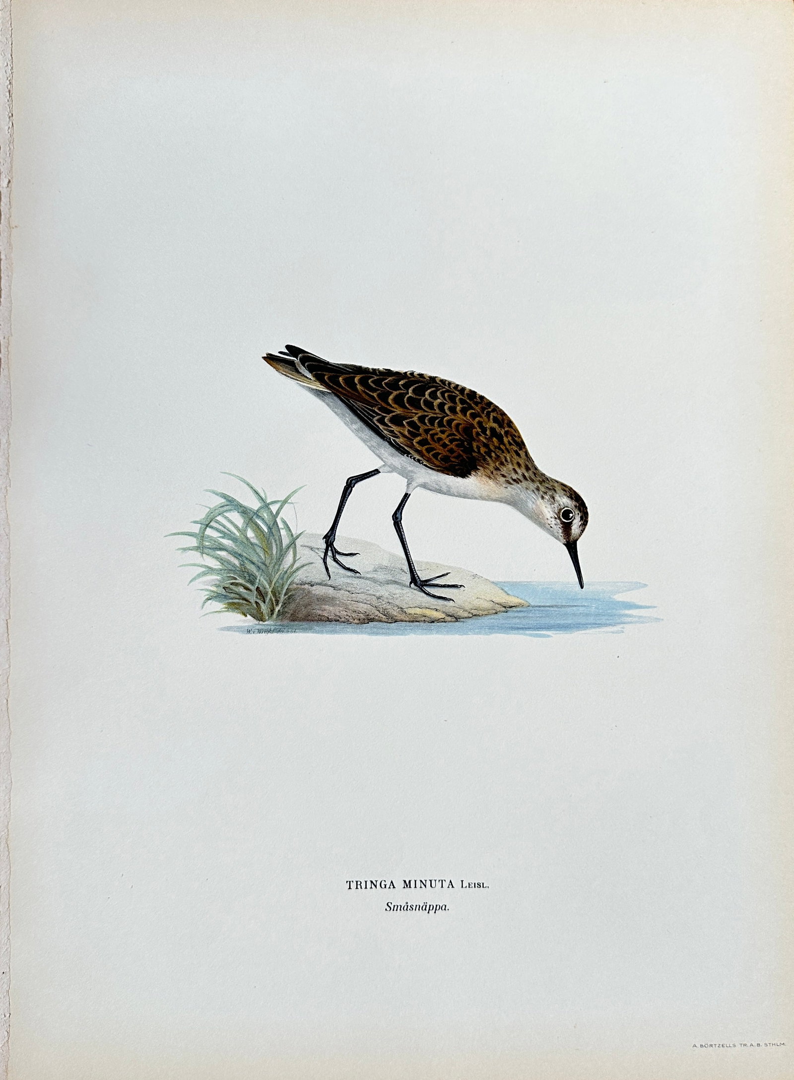 Wilhelm von Wright (1810-1887) – Tringa Minuta – Chromolithograph (Late 19th Century): This is a natural history illustration depicting a Tringa Minuta bird, from a series of ornithological plates. The print is a scientifically accurate and detailed representation of the bird, standing 