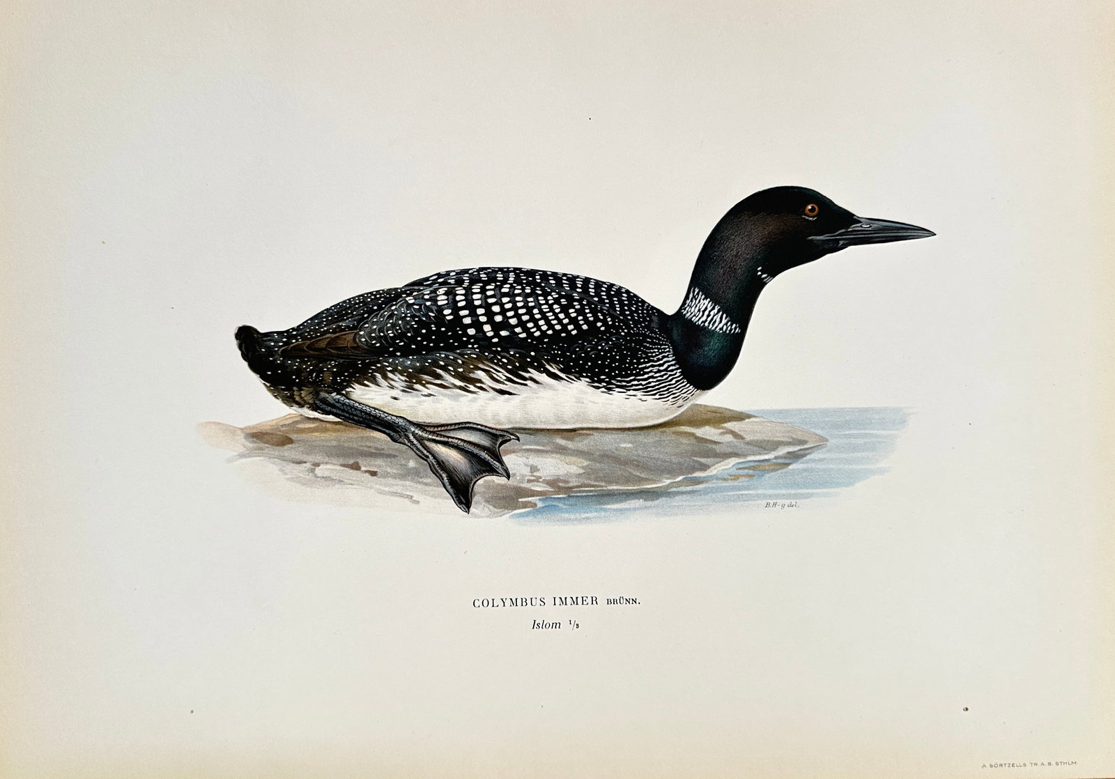 Wilhelm von Wright (1810-1887) – Common Loon – Chromolithograph (Late 19th Century) (1 of 2)