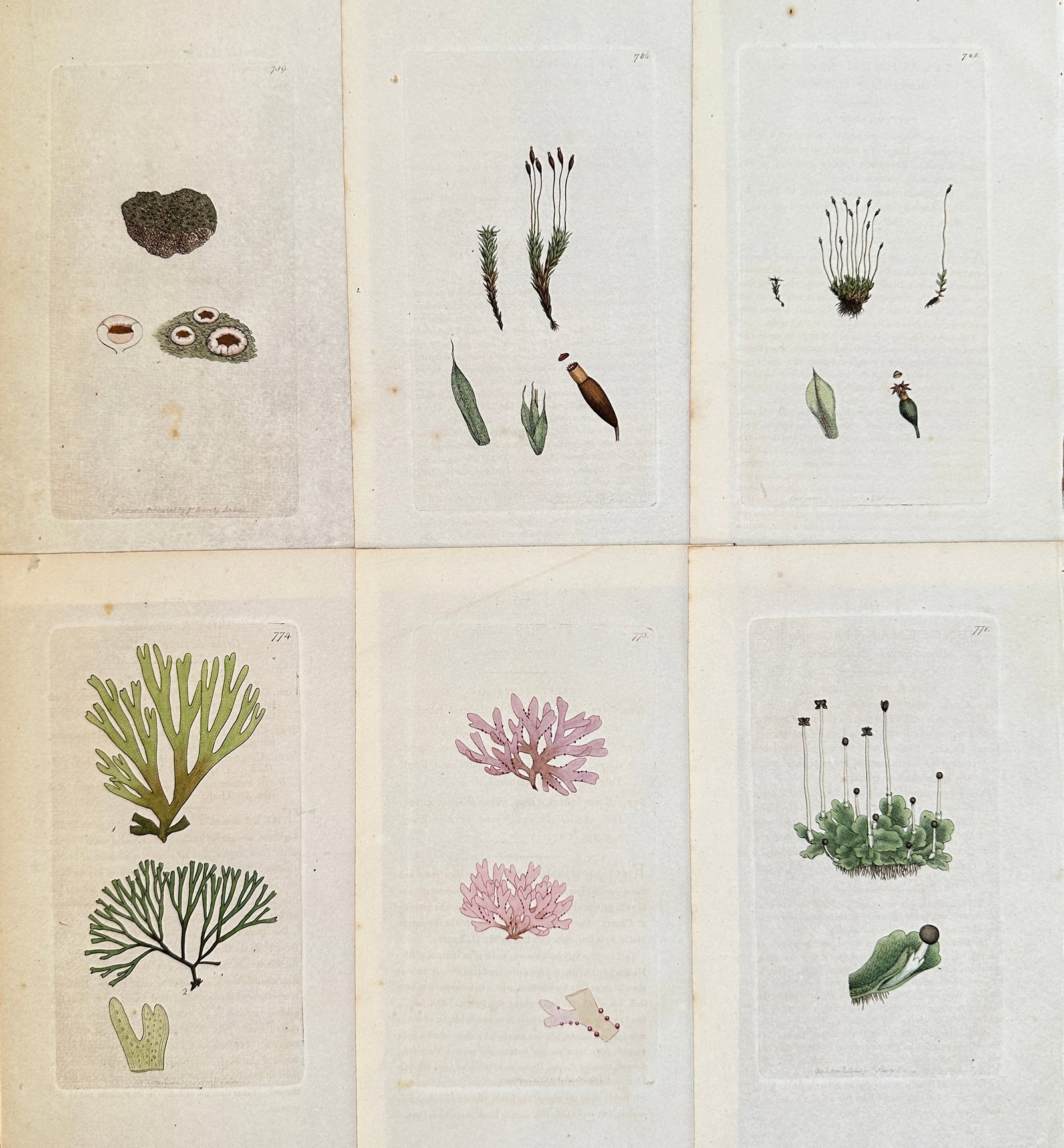 James Sowerby (1757-1822) – Set of 6: Lichens and Algae – Engraving (c. 1800) (1 of 2)