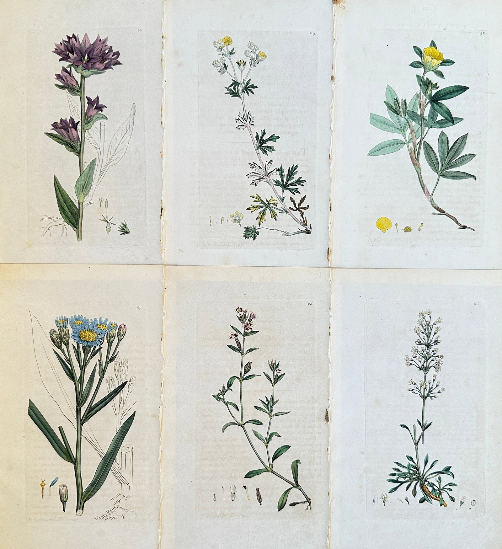 James Sowerby (1757-1822) – Set of 6: Different Flowering plants – Engraving (c. 1800) (1 of 2)