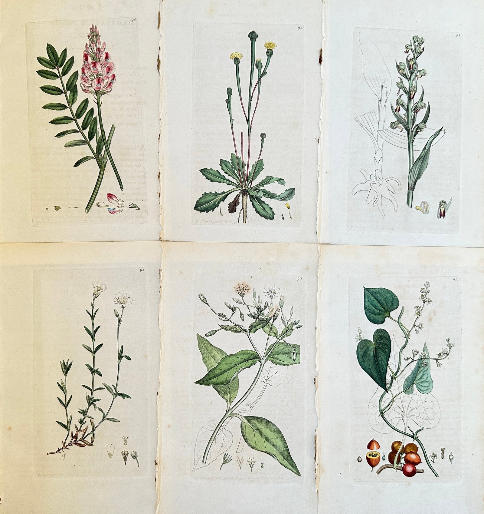 James Sowerby (1757-1822) – Set of 6: Assorted Flowering Plants – Engraving (c. 1800) (1 of 2)