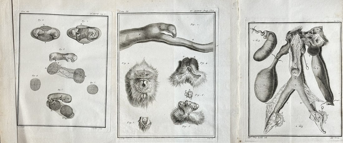 Jacques de Sève – Set of 3: Anatomical Study of Male Reproductive Organs (Bison): This set of three detailed engravings by Jacques de Sève illustrates various aspects of comparative anatomy, including the intricate form of a baboon's hand and foot, the structure of a bison, and ma