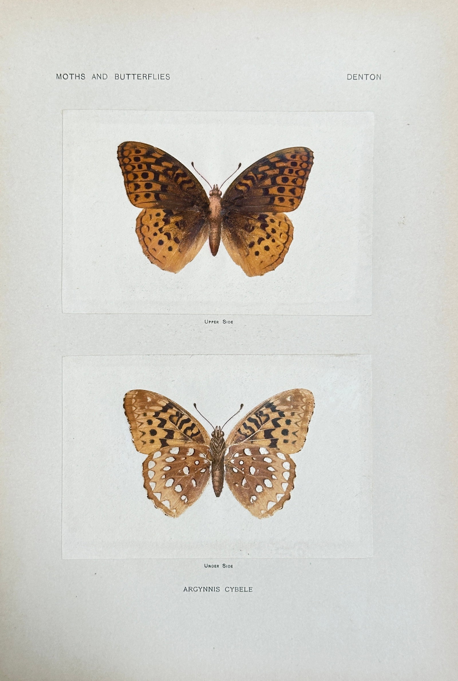 Sherman F. Denton (1856–1937) – Great Spangled Fritillary (Argynnis Cybele) – Print (Circa: This beautiful print depicts the Great Spangled Fritillary butterfly (Argynnis Cybele), illustrating both the upper and under sides of its wings with exceptional detail. It originates from the seminal