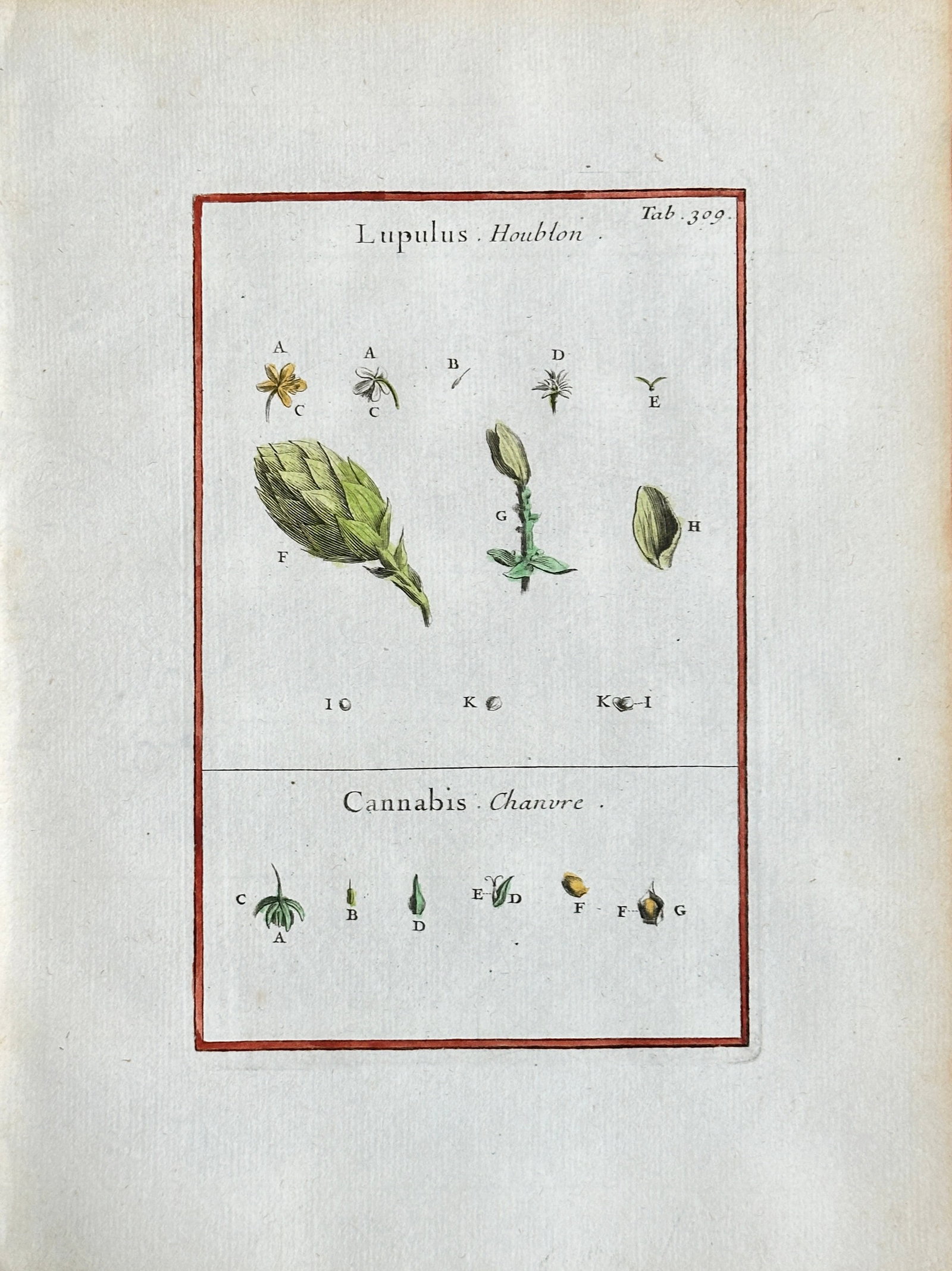 Joseph Pitton de Tournefort – Anatomical Details of Hop and Hemp (Lupulus and Cannabis): This hand-coloured engraving, Plate 329, provides detailed anatomical studies of two plants: Hop (Lupulus) and Hemp (Cannabis). The plate is divided into two sections, each illustrating the minute par