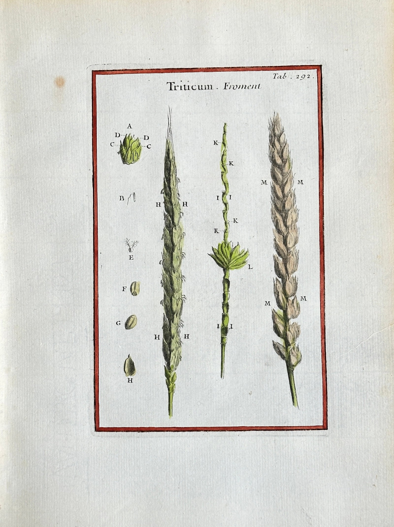 Joseph Pitton de Tournefort – Anatomical Details of Wheat (Triticum) – Hand-coloured Engraving: This hand-coloured engraving, Plate 202, provides a detailed anatomical study of Wheat (Triticum). The illustration shows various stages of the wheat spike, from flowering parts to the mature ear, alo