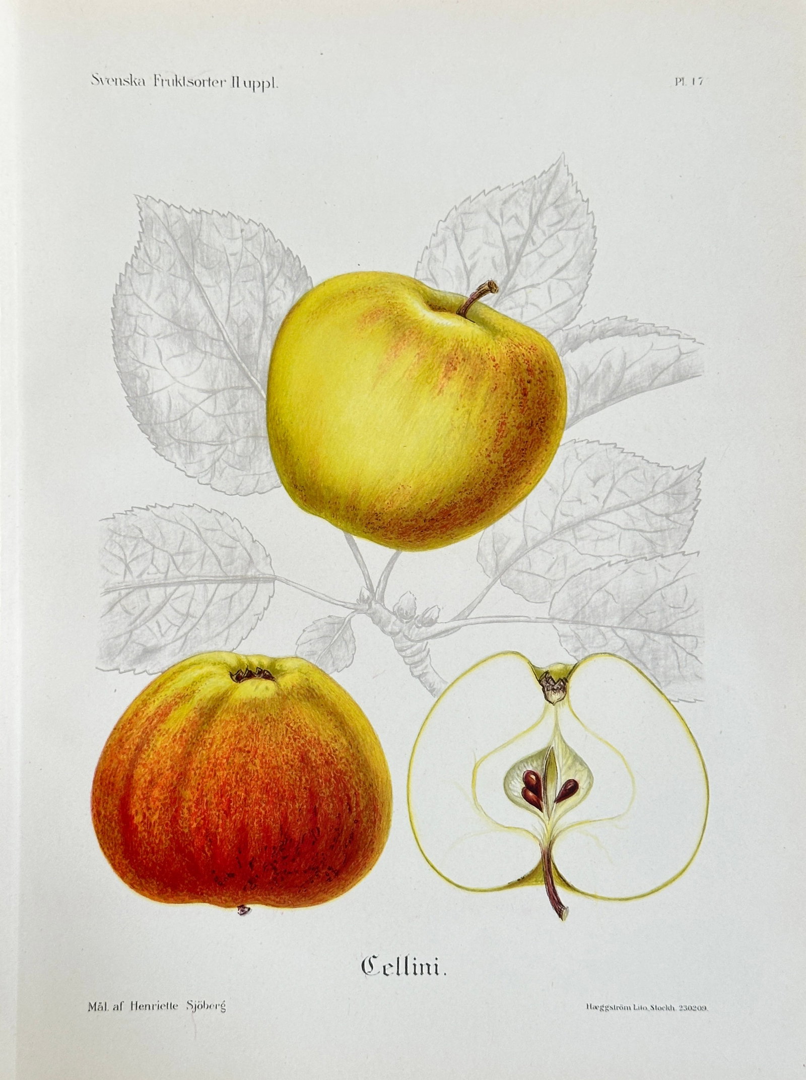 Henriette Sjöberg (1869–1959) – Apple Variety 'Cellini' – Chromolithograph (1900): This highly detailed pomological illustration, Plate 17, depicts the apple variety 'Cellini', showing two whole specimens (one with yellow and red blush, one fully colored) and a clear cross-section. 