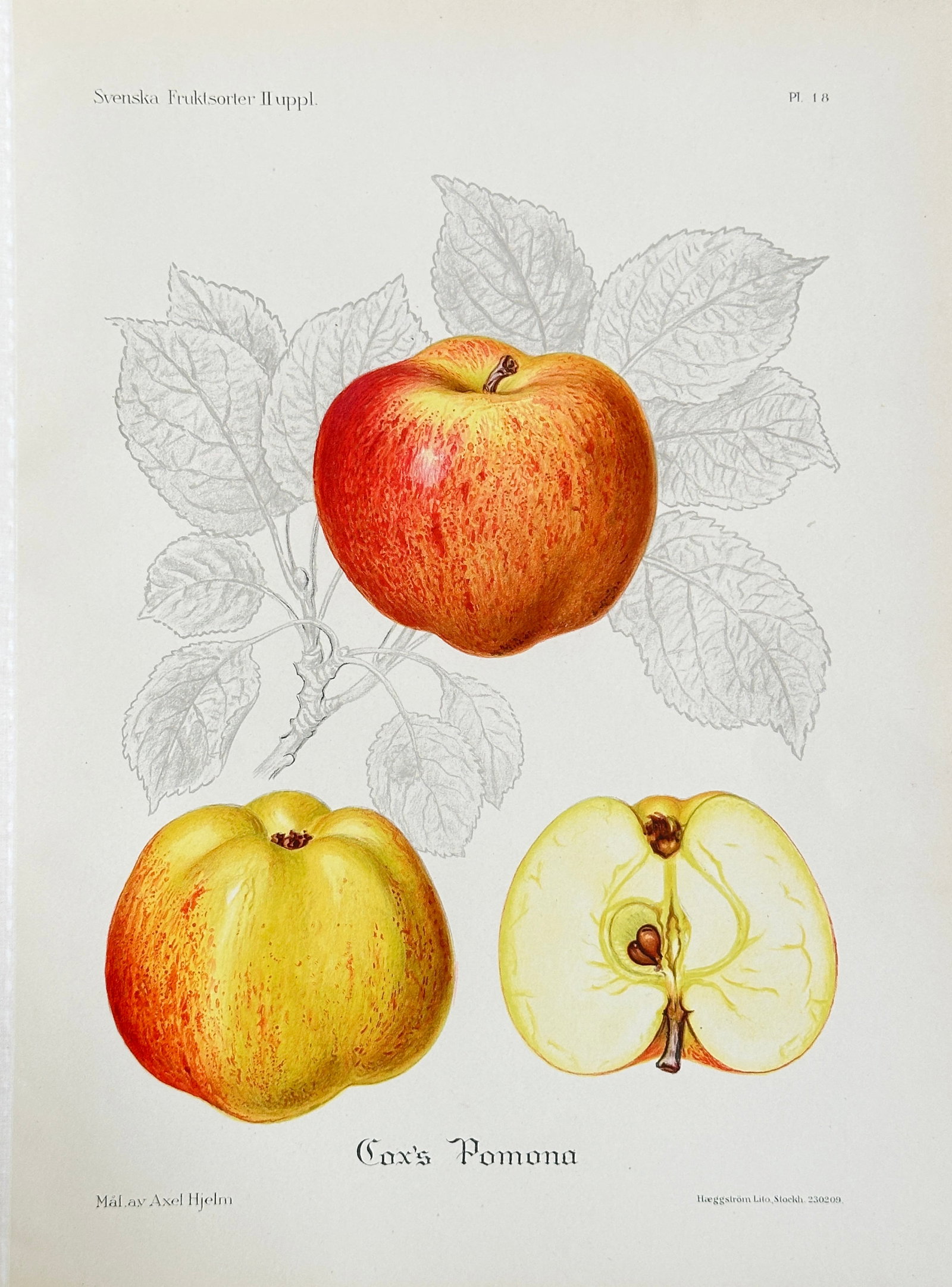 Axel Hjelm (1864–1940) – Apple Variety 'Cox's Pomona' – Chromolithograph (1901): This highly detailed pomological illustration, Plate 18, depicts the apple variety 'Cox's Pomona', showing two whole specimens with characteristic yellow and red blush, alongside a clear cross-section