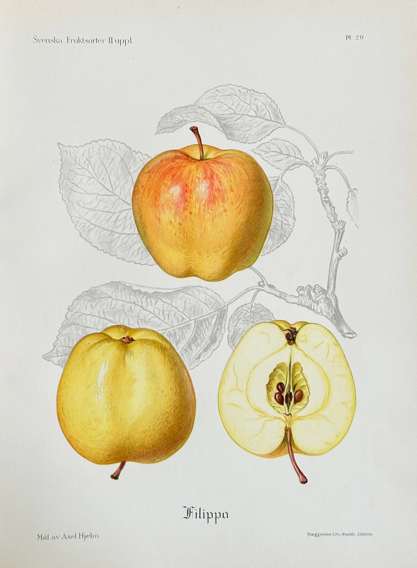 Axel Hjelm (1864–1940) – Apple Variety 'Filippa' – Chromolithograph (Circa 1900): This highly detailed pomological illustration, Plate 20, depicts the apple variety 'Filippa', showing two whole specimens with their characteristic coloring (yellow with red blush) alongside a clear c
