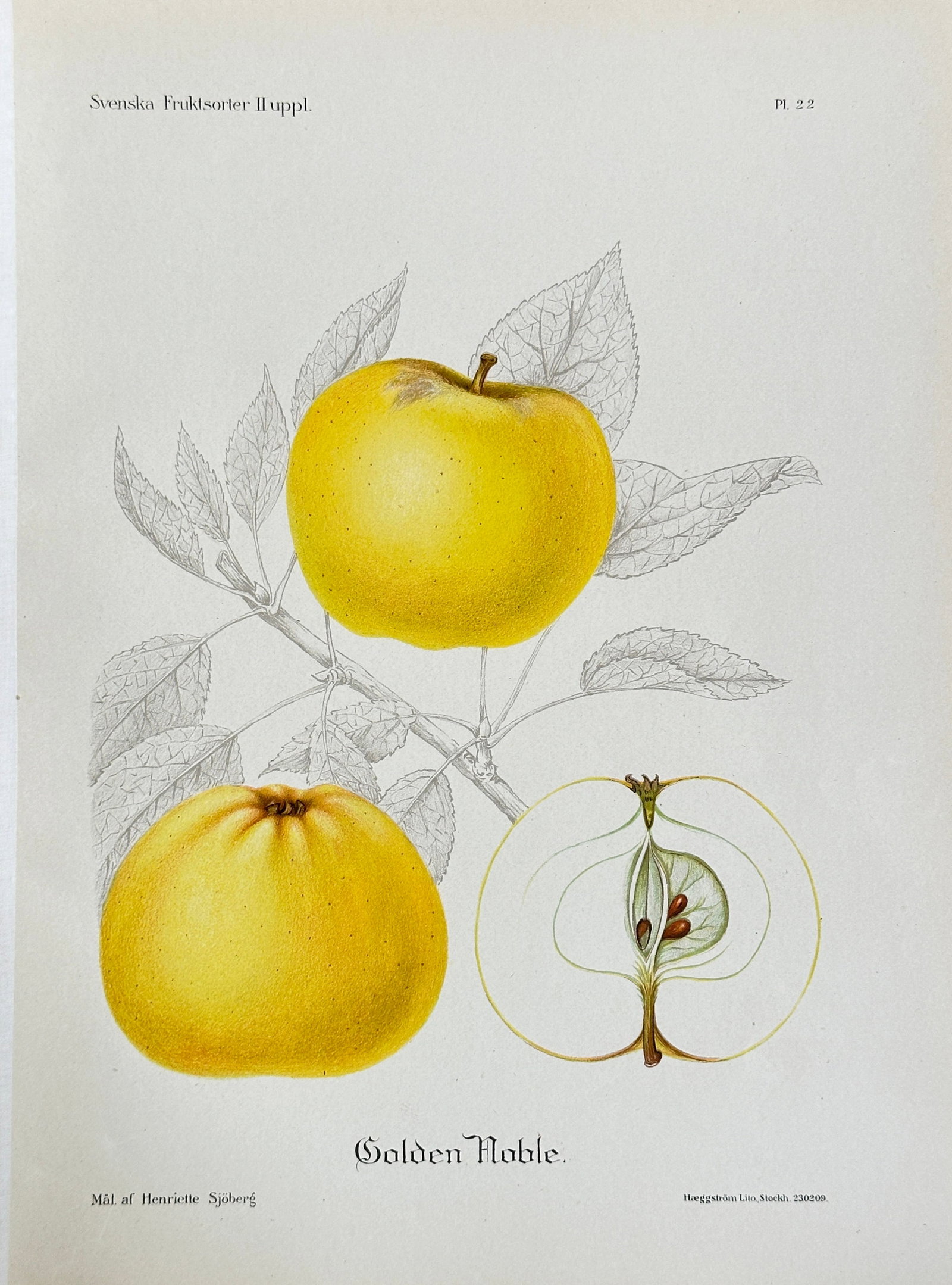 Henriette Sjöberg (1869–1959) – Apple Variety 'Golden Noble' – Chromolithograph (1900): This highly detailed pomological illustration, Plate 22, depicts the apple variety 'Golden Noble', showing two whole specimens with their characteristic golden yellow coloring and a clear cross-sectio