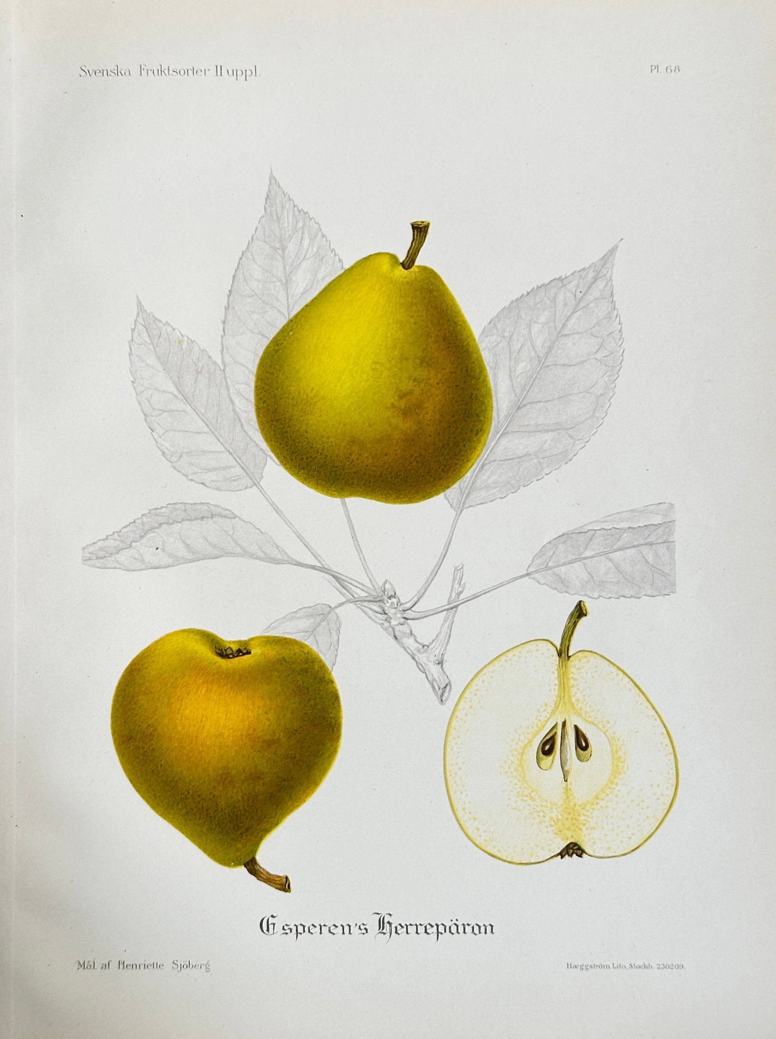 Henriette Sjöberg (1869–1959) – Pear Variety 'Gasperens Herrepäran' – Chromolithograph: This highly detailed pomological illustration, Plate 68, depicts the pear variety 'Gasperens Herrepäran' (Gasperen's Lord's Pear). The chromolithograph shows two whole specimens, typically colored ye