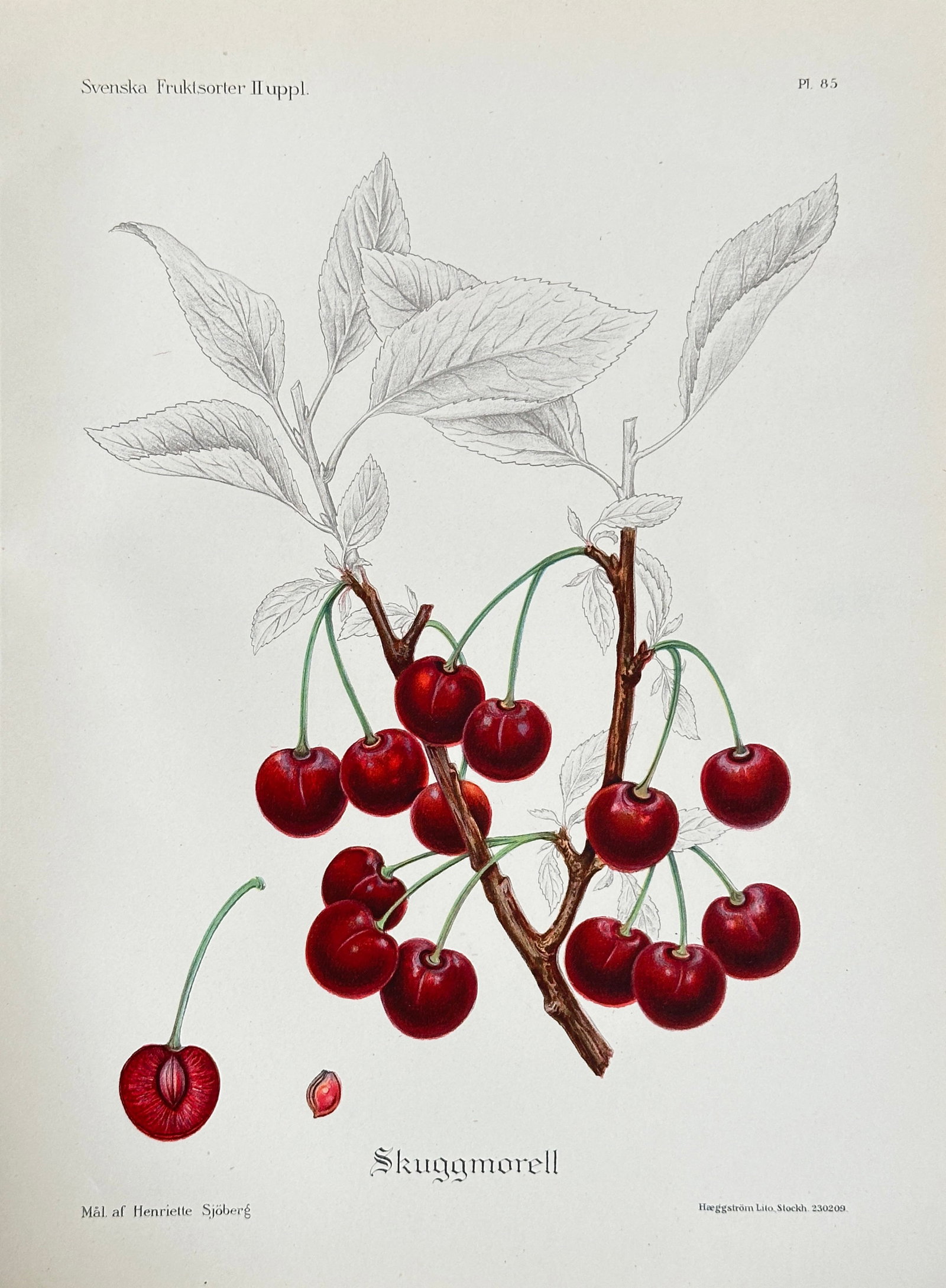Henriette Sjöberg (1869–1959) – Cherry Variety 'Skugamorell' – Chromolithograph (Circa 1900): This highly detailed pomological illustration, Plate 85, depicts the cherry variety 'Skugamorell'. The print shows a cluster of bright red cherries on the branch, with detailed, faint gray leaves, a s