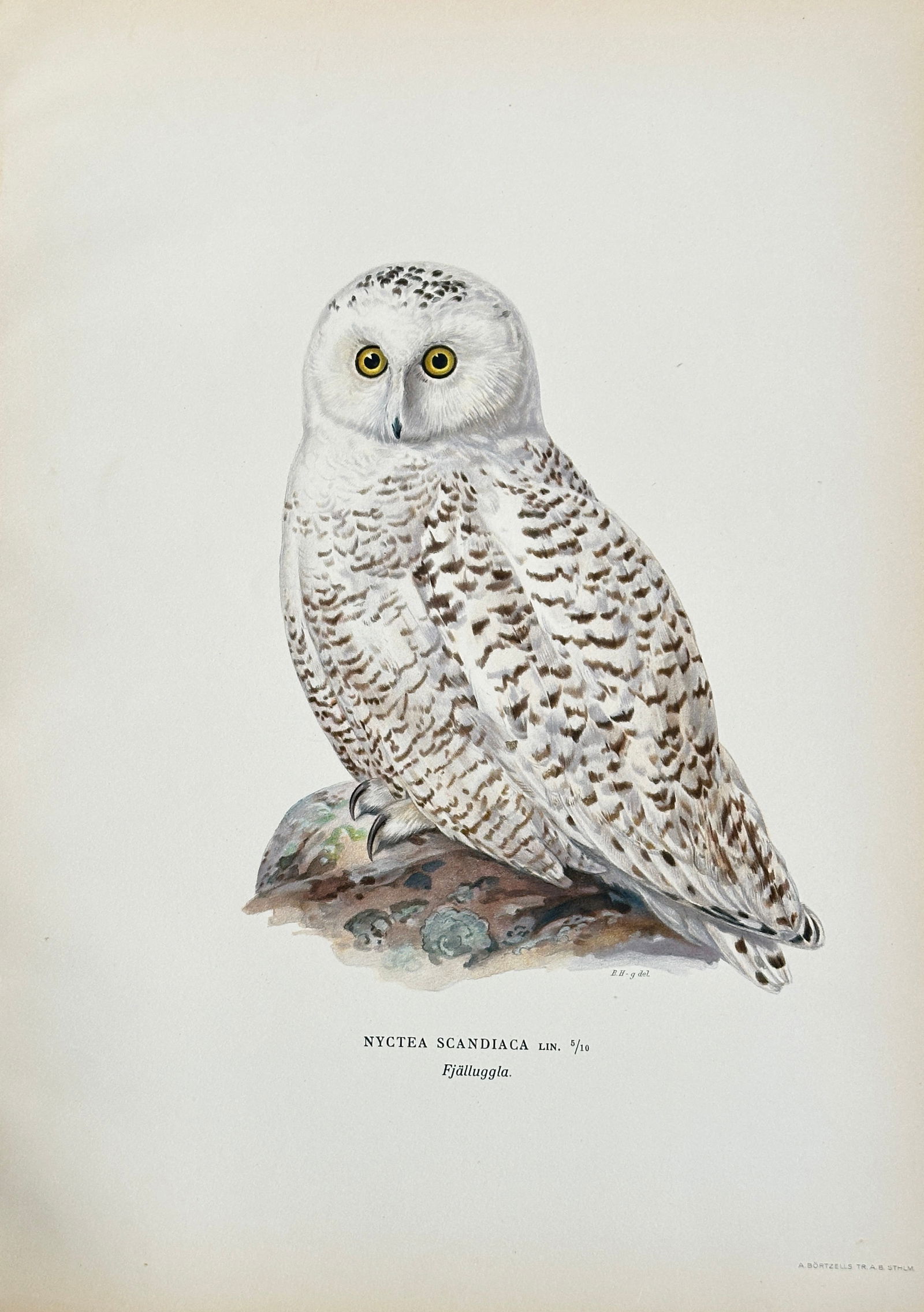 Wilhelm von Wright (1810–1887) – Snowy Owl (Nyctea Scandiaca) – Chromolithograph (Circa 1860) (1 of 3)