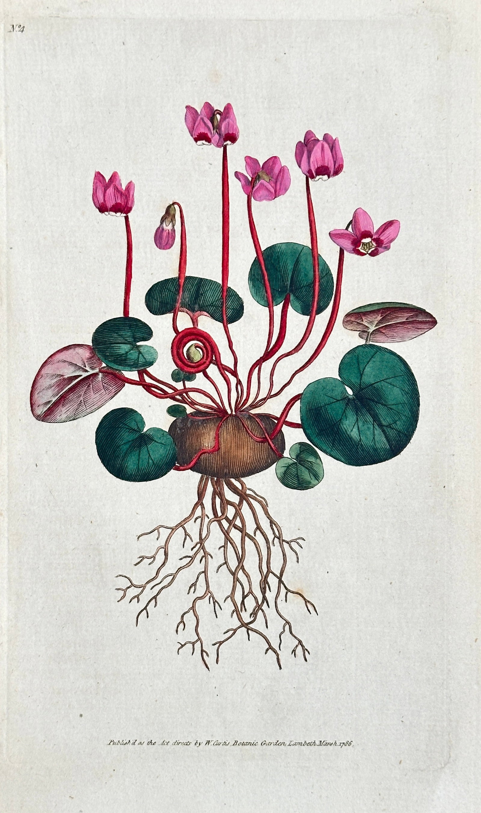 William Curtis (1746–1799) – Detailed Study of Cyclamen – Hand-coloured Engraving (1806): This finely detailed hand-coloured engraving depicts a Cyclamen species, showing the entire plant structure, including the prominent tuberous root system, rounded leaves, and upturned pink flowers, il