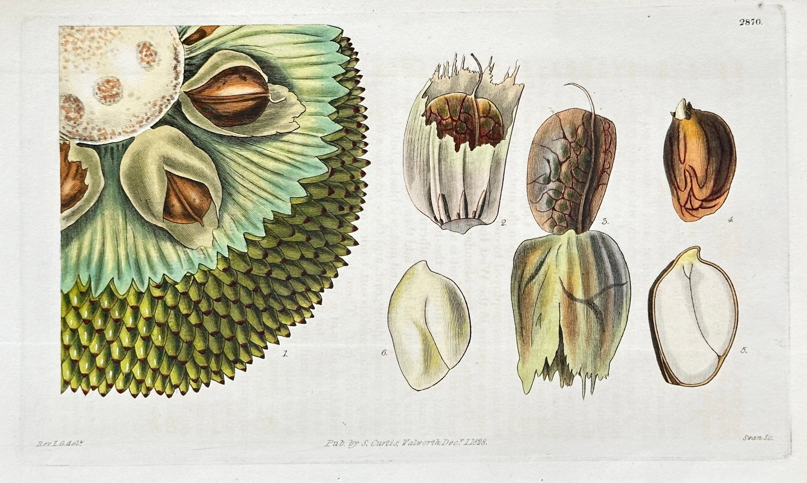 Samuel Curtis (1774–1860) – Detailed Study of Tropical Artocarpus Fruit – Hand-coloured: This finely detailed hand-coloured engraving, Plate 2850, provides an anatomical study of a large, spiky Tropical Artocarpus Fruit (such as Jackfruit or Breadfruit), showing an extreme close-up of the