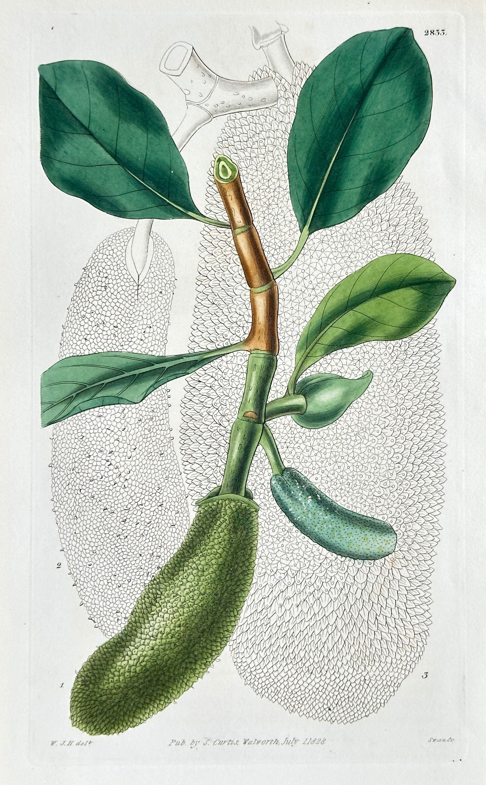 Samuel Curtis (1774–1860) – Branch of Tropical Artocarpus Fruit – Hand-coloured Engraving (1 of 3)