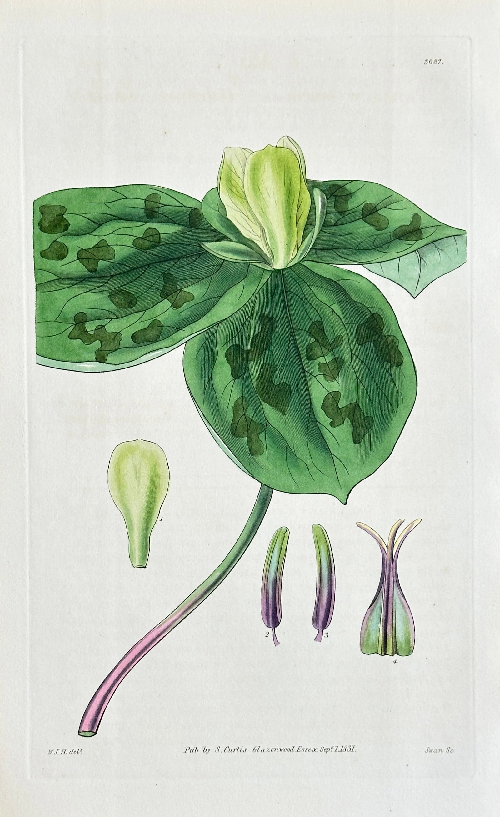 Samuel Curtis (1774–1860) – Detailed Study of Painted Trillium – Hand-coloured Engraving: This finely detailed hand-coloured engraving, Plate 3337, depicts a species of Trillium (likely the Painted Trillium, Trillium undulatum), showing a large, single white-green flower atop three broad, 