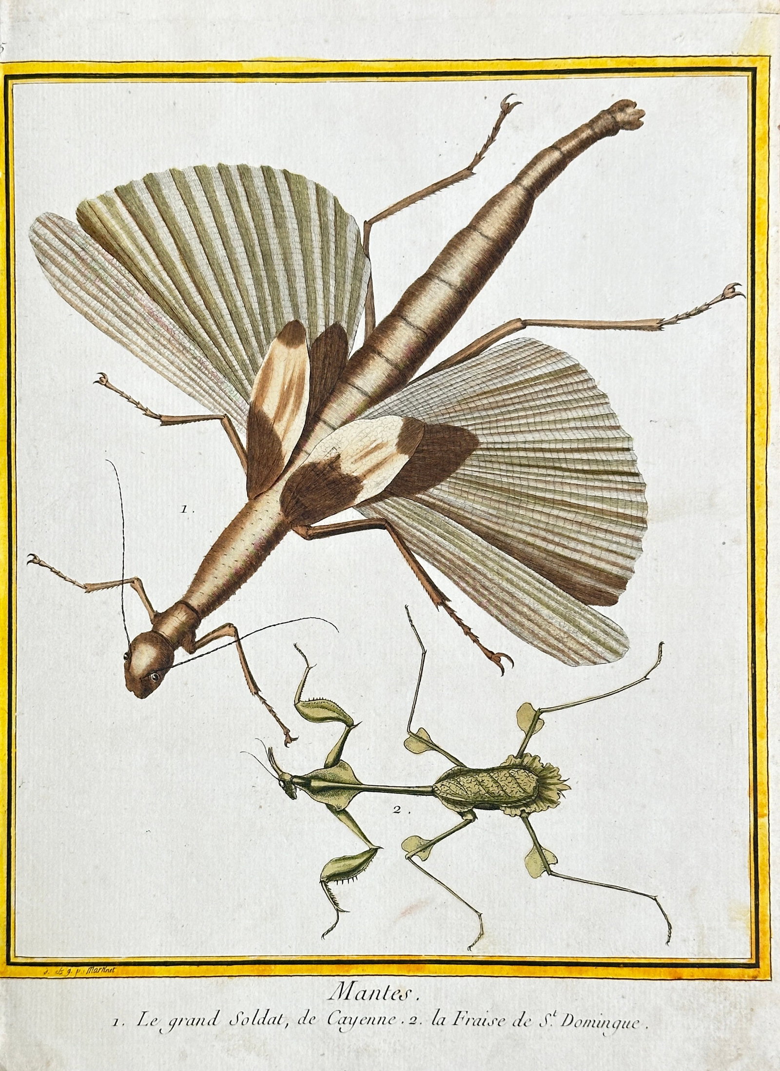 François-Nicolas Martinet – Mantis: The Great Soldier and The Strawberry of Saint-Domingue: This hand-coloured engraving, labeled "Mantee," depicts two detailed views of mantis species. The upper specimen is identified as "The Great Soldier, from Cayenne," a large, winged, brown insect, whil