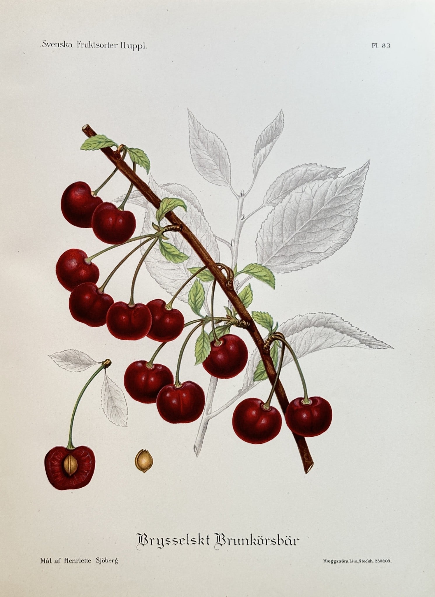 Henriette Sjöberg (1862–1912) – Brussels Brown Cherry – Colour lithograph (1909): This detailed botanical illustration depicts the Brussels Brown Cherry from the publication Svenska Fruktsorter (Swedish Fruit Varieties). The work showcases a branch with ripe cherries, a cross-secti
