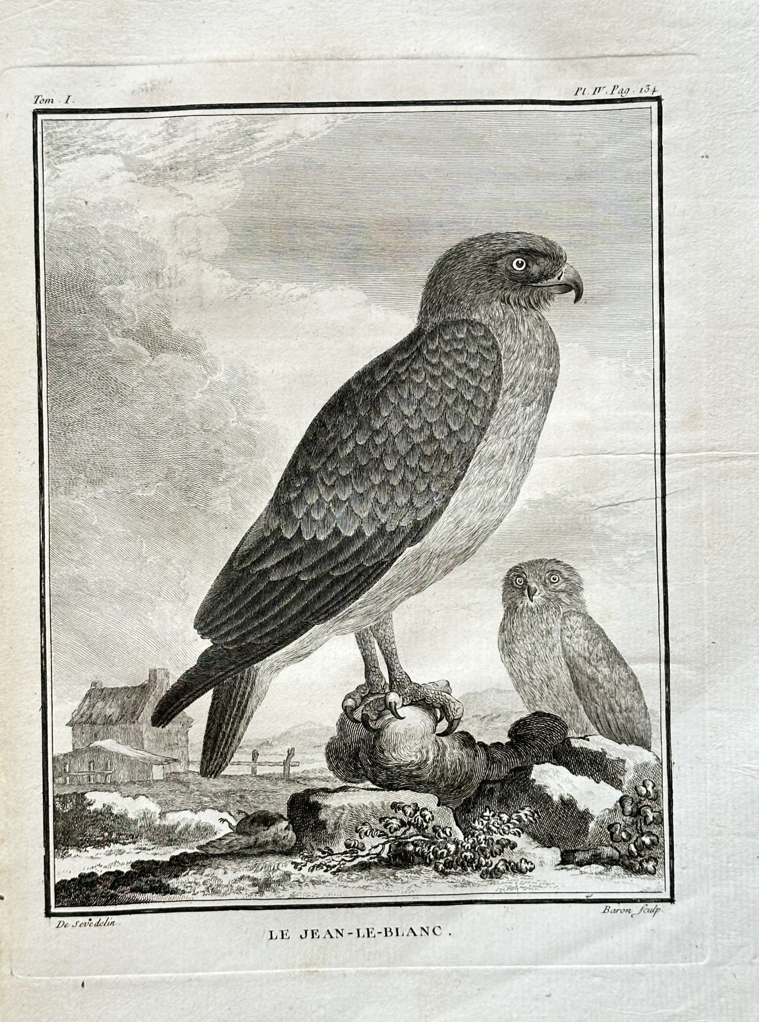 Georges-Louis Leclerc, Comte de Buffon – Short-toed Snake-Eagle – Engraving (1 of 3)