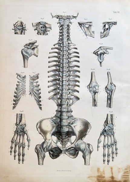 Carl Ernest Bock (1809–1874) – Anatomical Studies of the Spine, Pelvis, and Join (1 of 3)