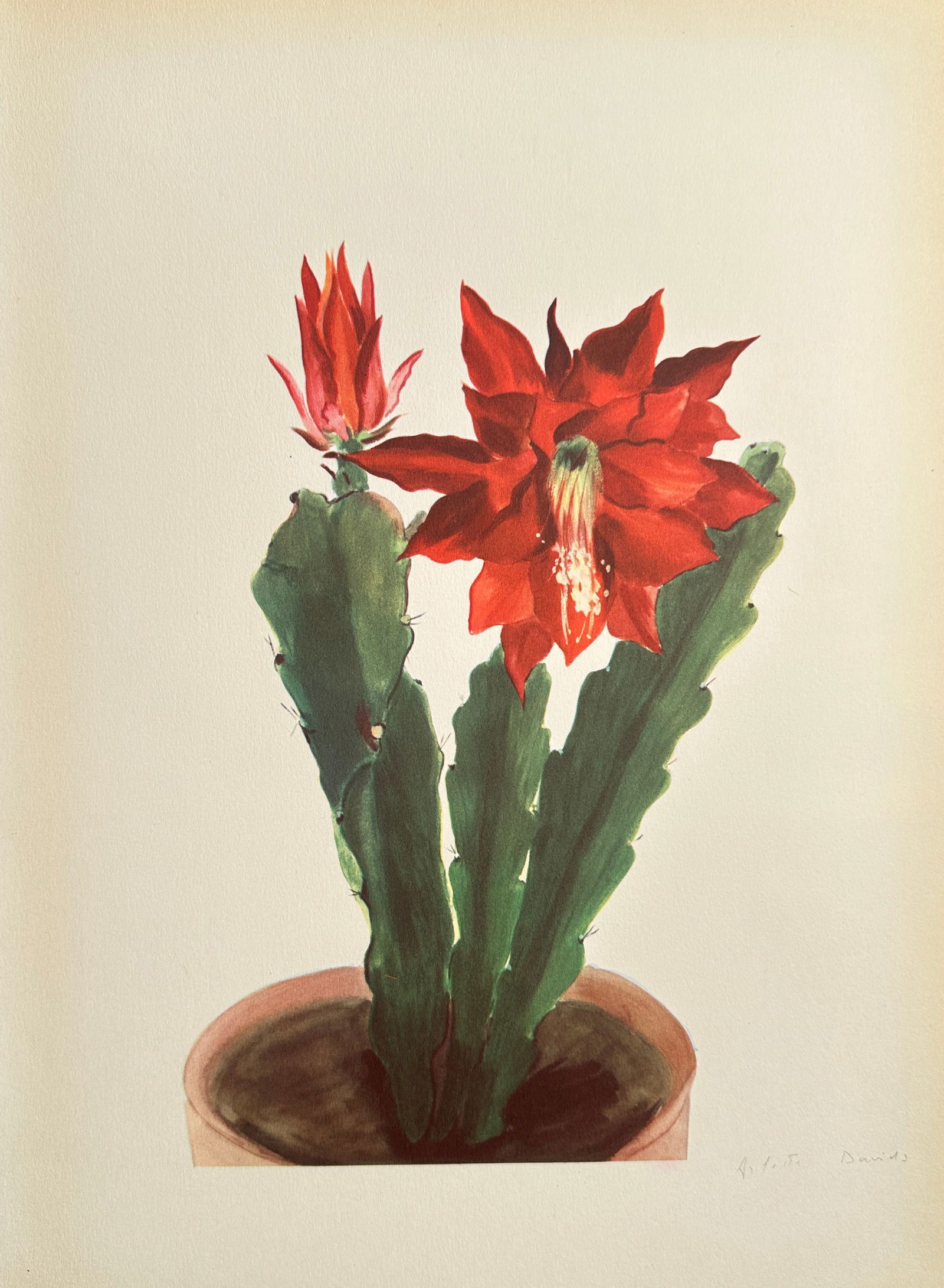 Arlette Davids (1889–1978), after – Red Flowering Cactus – Offset print (20th Century) (1 of 2)