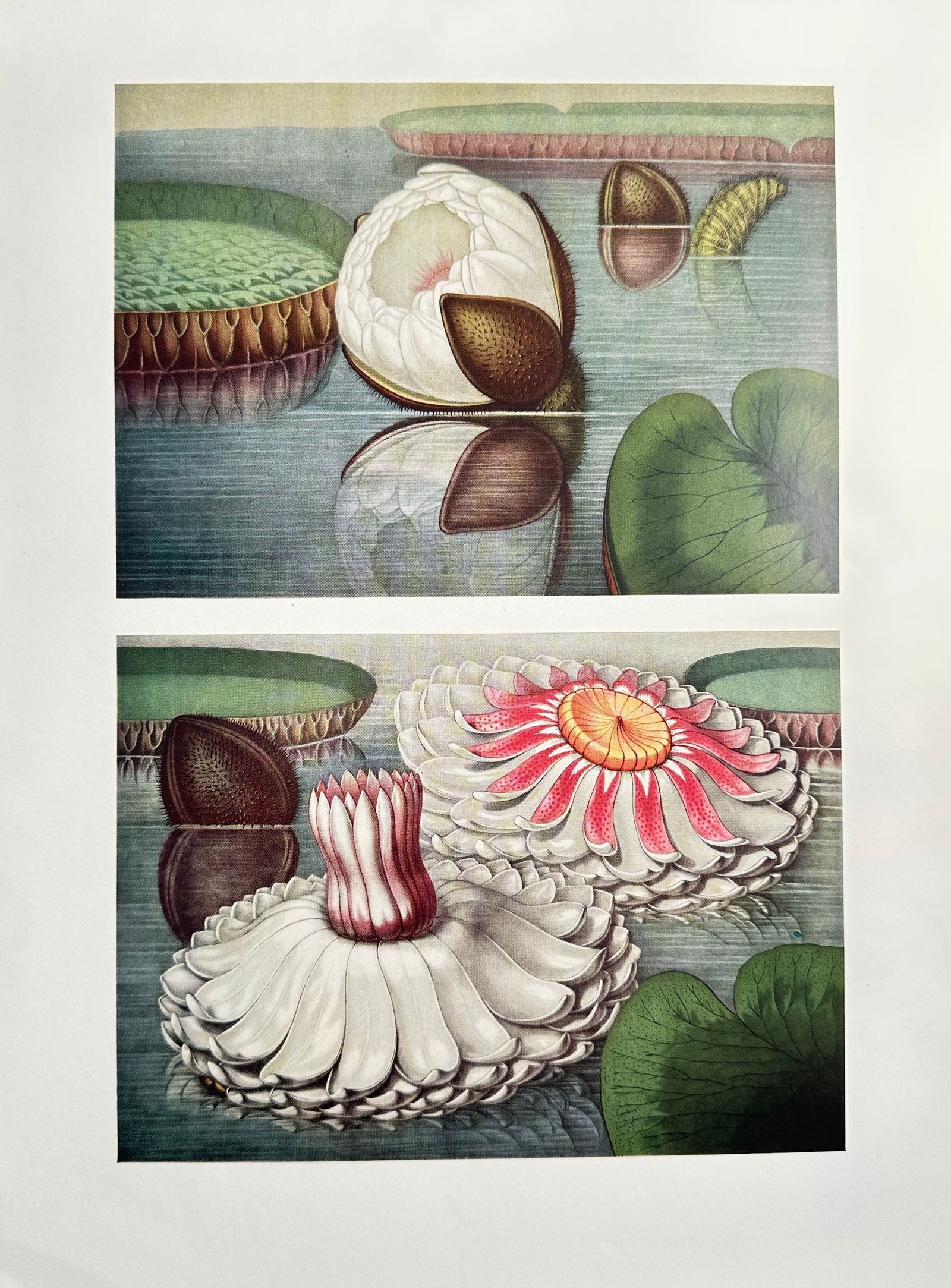 William Sharp (1803–1875), after – Victoria Regia Water Lily – Offset print (20th Century) (1 of 2)