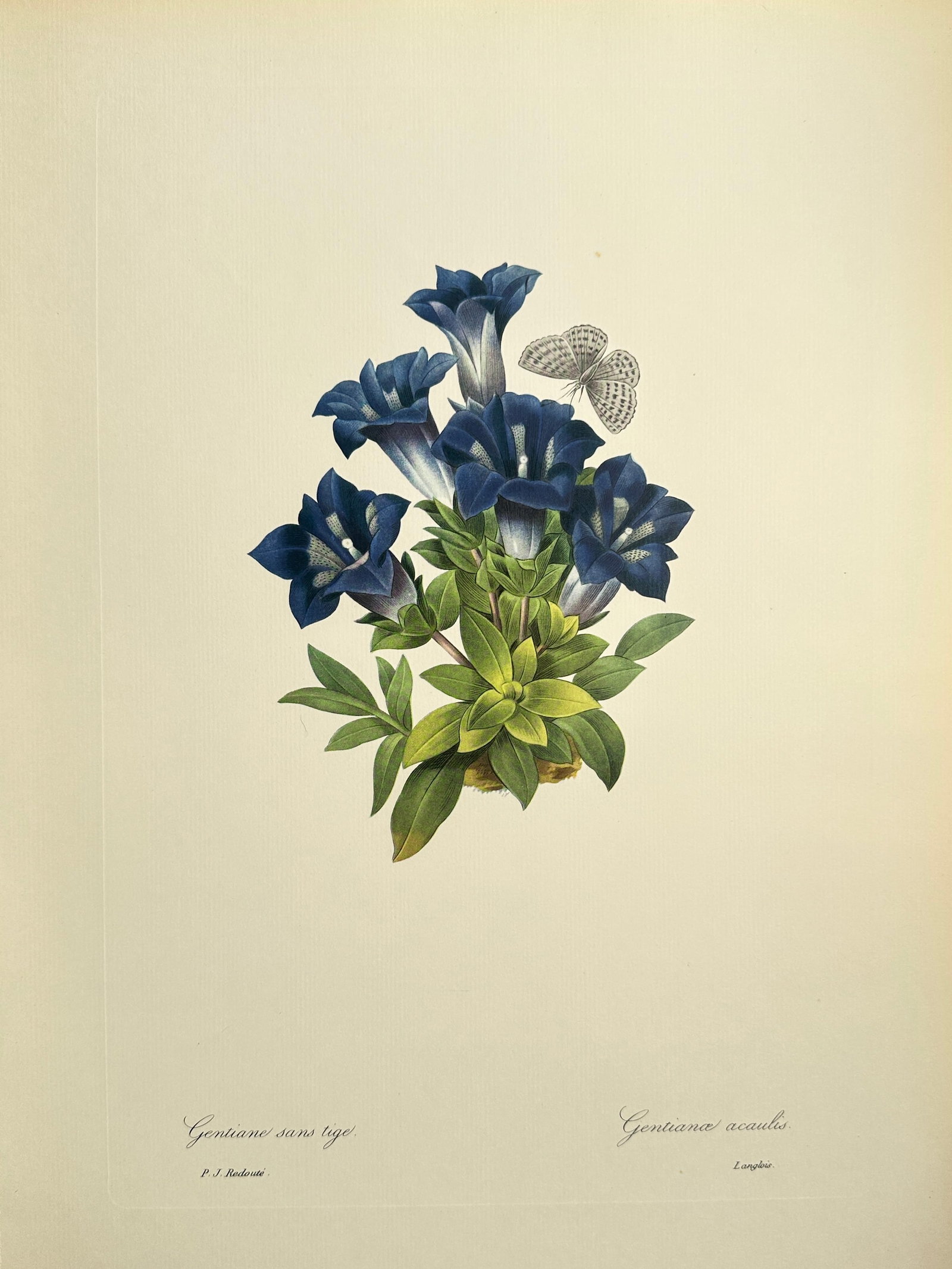 Pierre-Joseph Redouté (1759–1840), after – Stemless Gentian (Gentiana Acaulis) – Offset print: This offset print is based on a botanical illustration by Pierre-Joseph Redouté, depicting a cluster of the deep blue, trumpet-shaped flowers of the Stemless Gentian (Gentiana acaulis), along with it