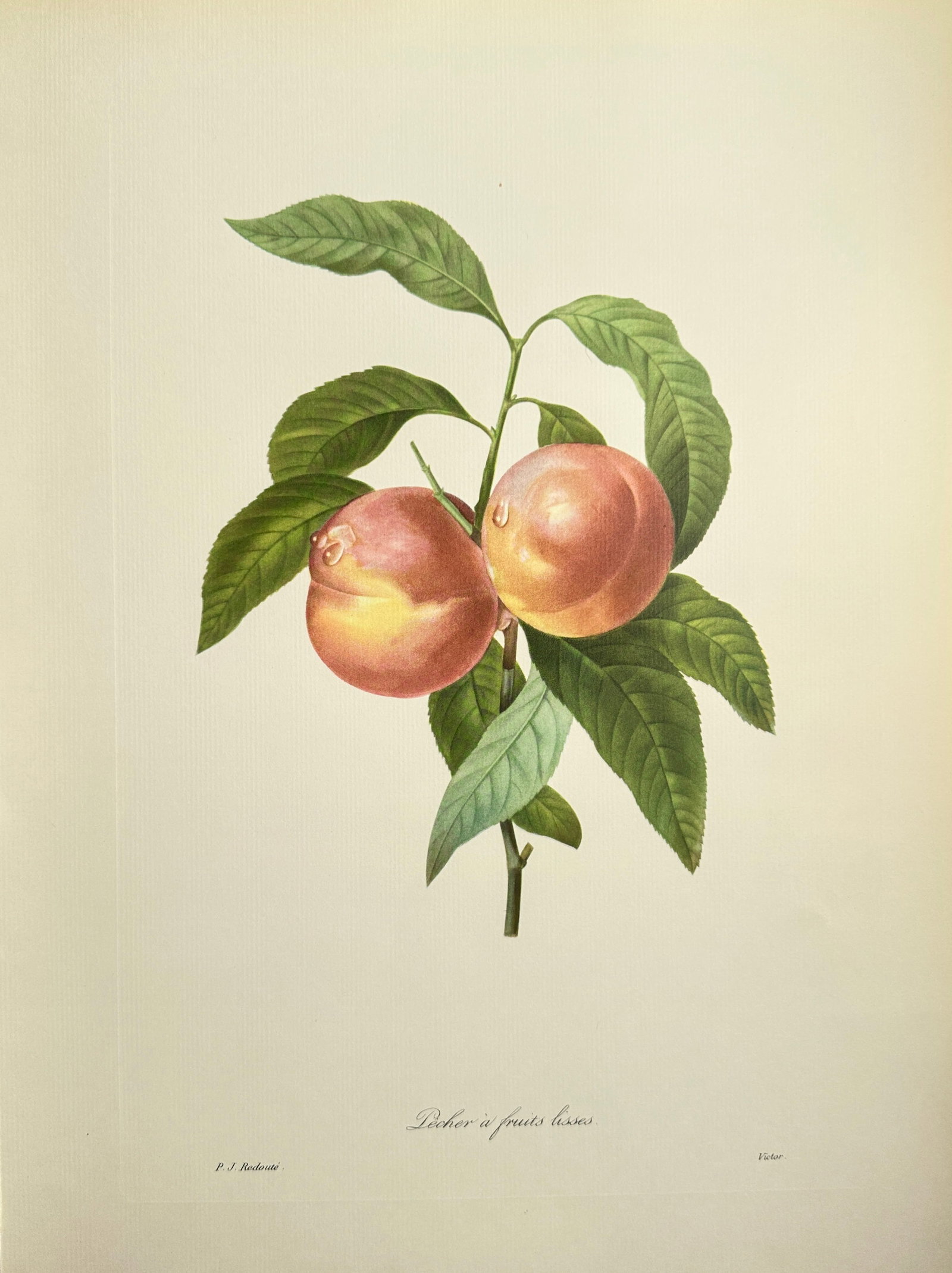 Pierre-Joseph Redouté (1759–1840), after – Peach with Large Fruit (Pêcher à fruits gross): This offset print is based on a botanical illustration by Pierre-Joseph Redouté, depicting a leafy branch bearing two ripe Peaches (Pêcher à fruits gross). The fruit is rendered with a characterist