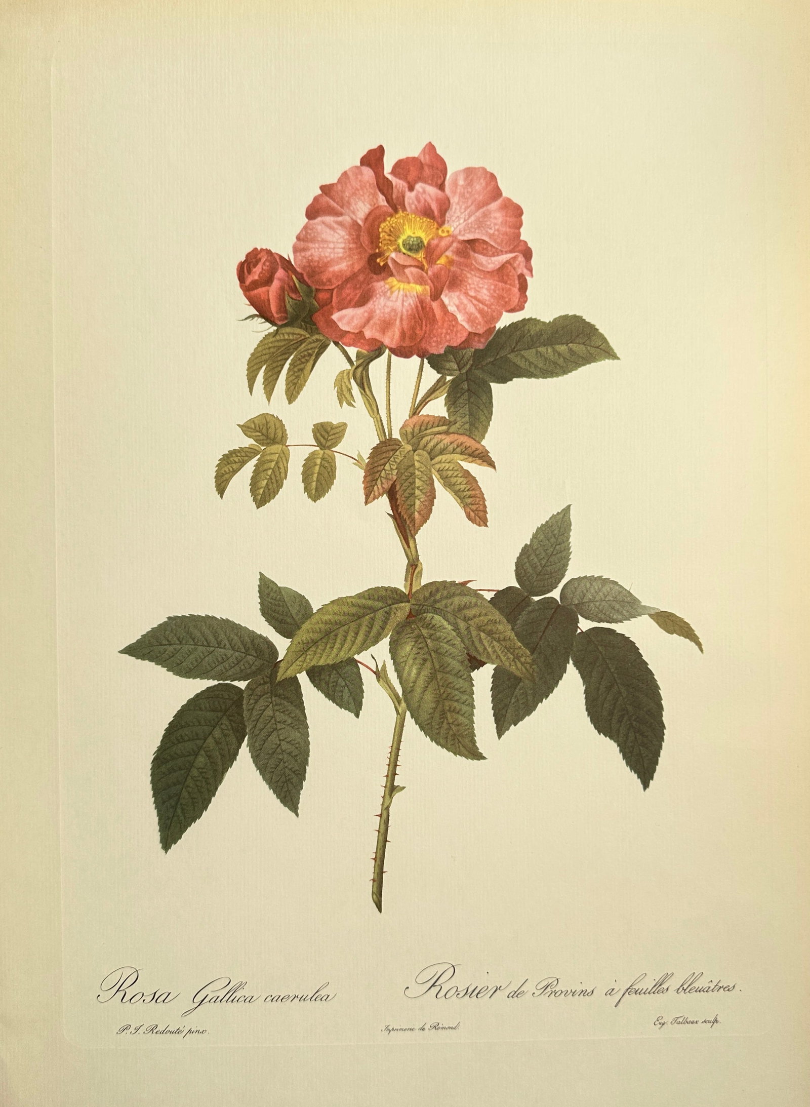Pierre-Joseph Redouté (1759–1840), after – Boursault's Rose with Bluish Leaves – Offset print: This offset print is based on a botanical illustration by Pierre-Joseph Redouté, depicting a specimen of rose identified as Rosa Gallica caerulea (Boursault's Rose with Bluish Leaves). The illustrati