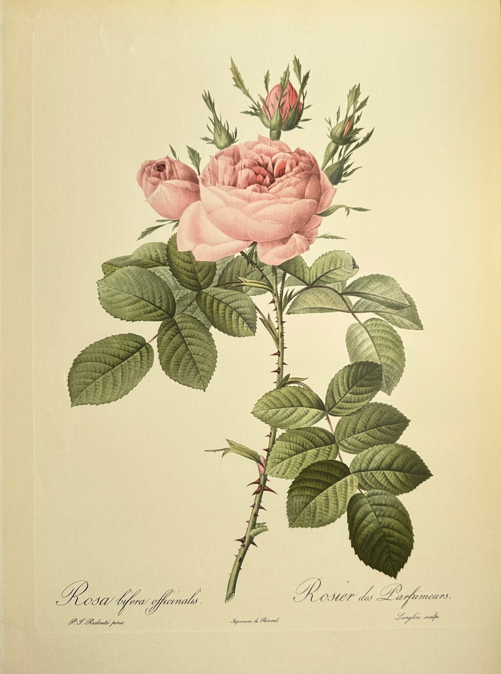 Pierre-Joseph Redouté (1759–1840), after – Apothecary's Rose – Offset print (20th Century) (1 of 2)