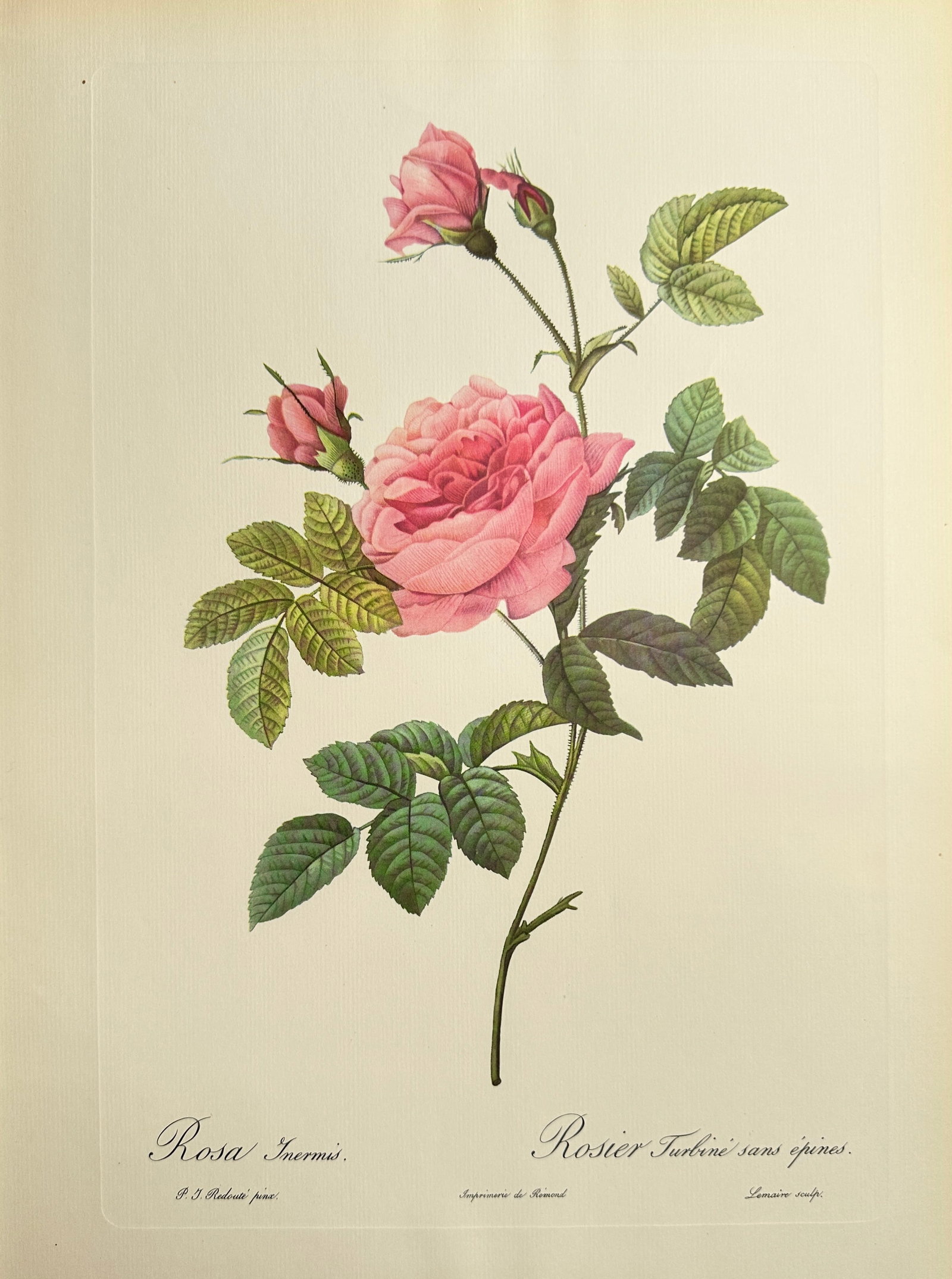 Pierre-Joseph Redouté (1759–1840), after – Turbine Rose Without Thorns – Offset print (20th: This offset print is based on a botanical illustration by Pierre-Joseph Redouté, depicting a pink rose specimen identified as Rosa inermis or Turbine Rose Without Thorns. The illustration features a 