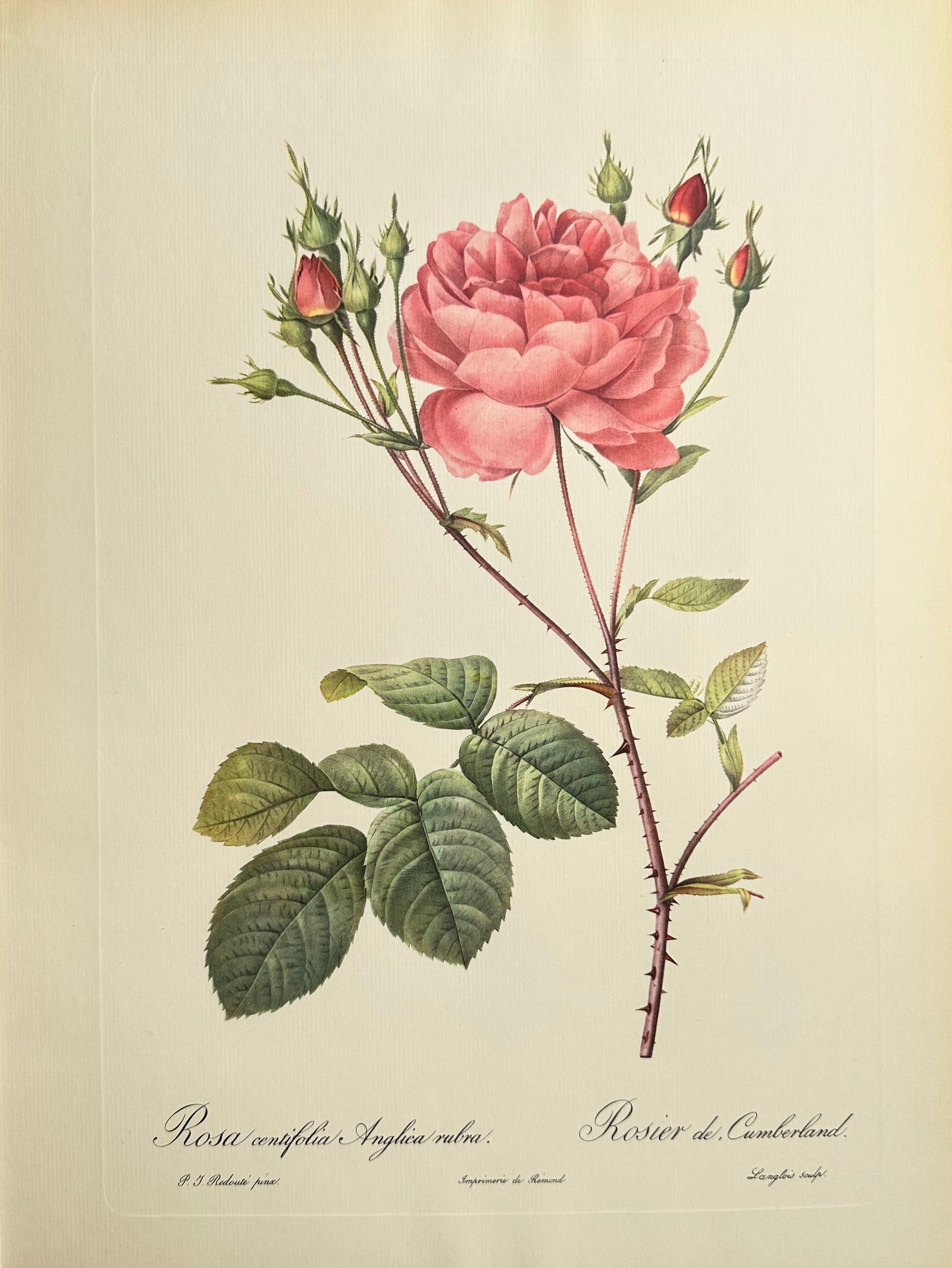 Pierre-Joseph Redouté (1759–1840), after – Cumberland Rose (Rosier de Cumberland) – Offset (1 of 2)