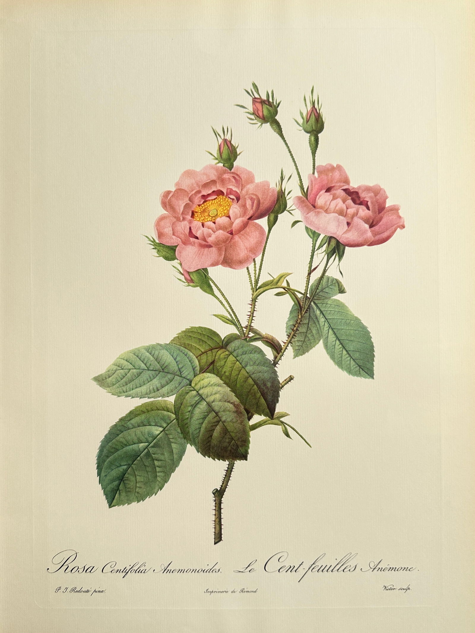 Pierre-Joseph Redouté (1759–1840), after – Anemone-Flowered Hundred-Leaved Rose – Offset (1 of 2)