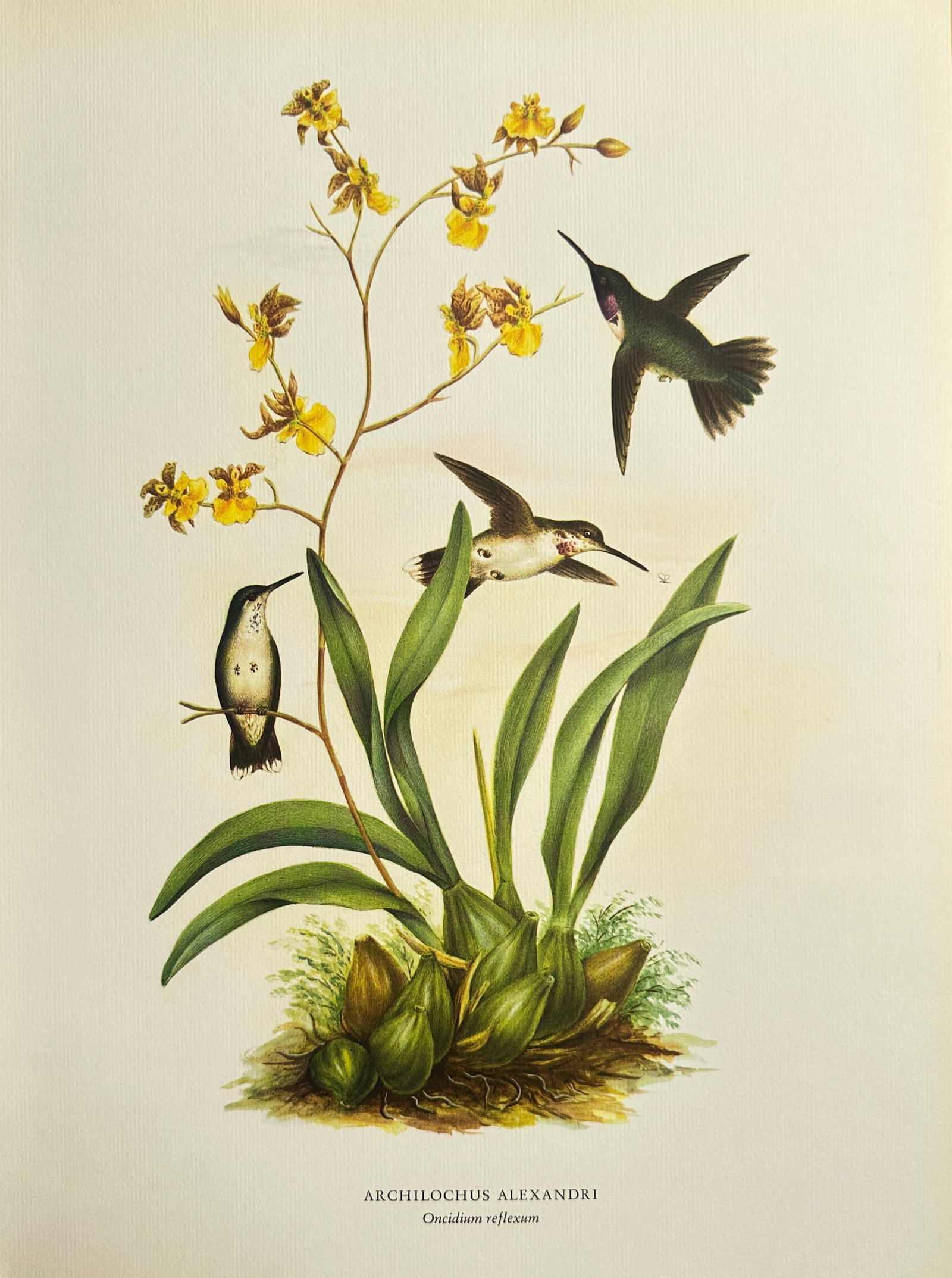 Rafael Montes de Oca (1830–1885), after – Black-Chinned Hummingbirds with Dancing Lady Orchid (1 of 2)