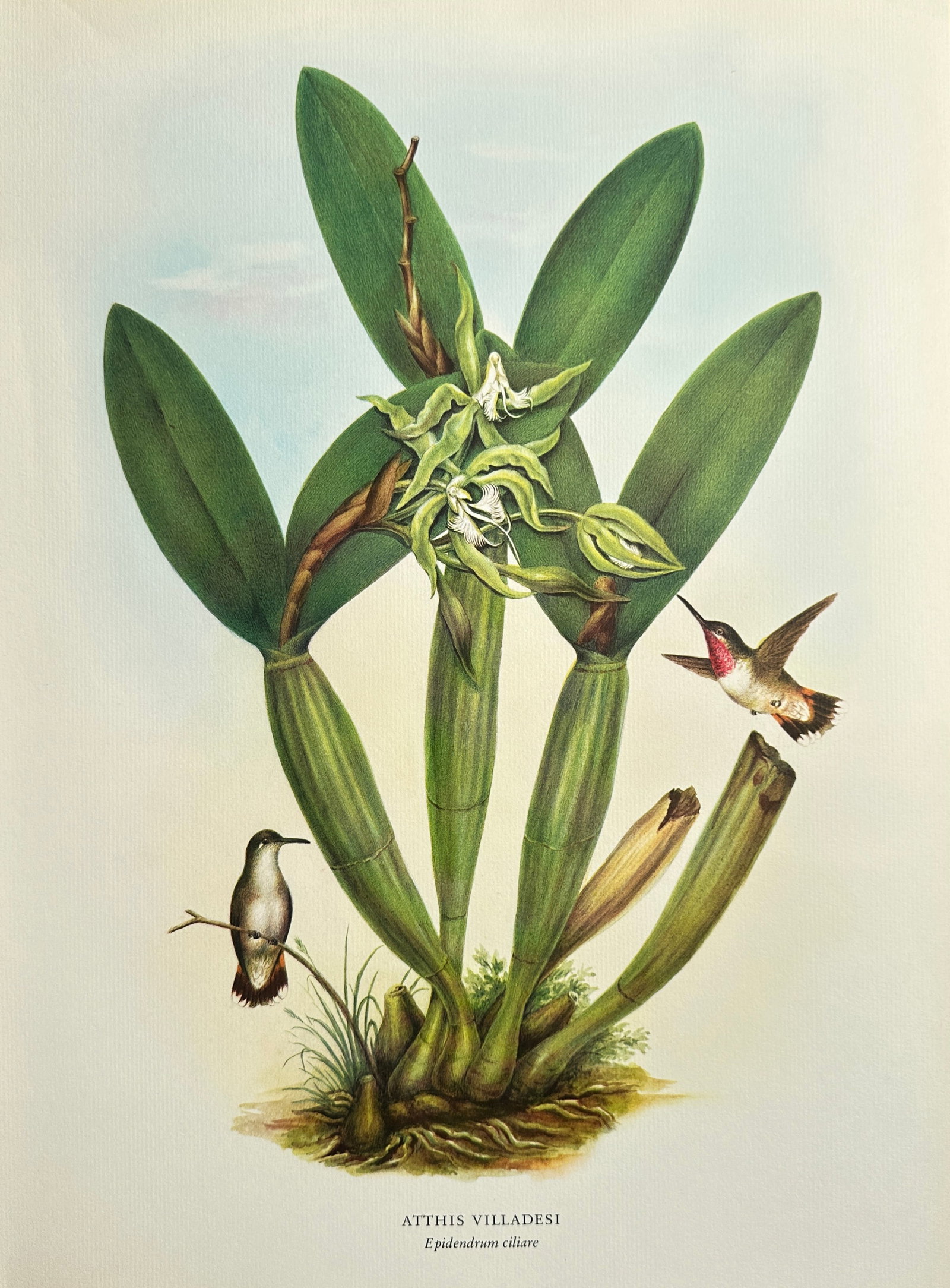 Rafael Montes de Oca (1830–1885), after – Villades' Hummingbird with Reed-Stem Orchid: This vibrant offset print is based on an illustration by Rafael Montes de Oca, depicting a botanical and ornithological scene. The composition features a cluster of the large-leaved Reed-Stem Orchid (