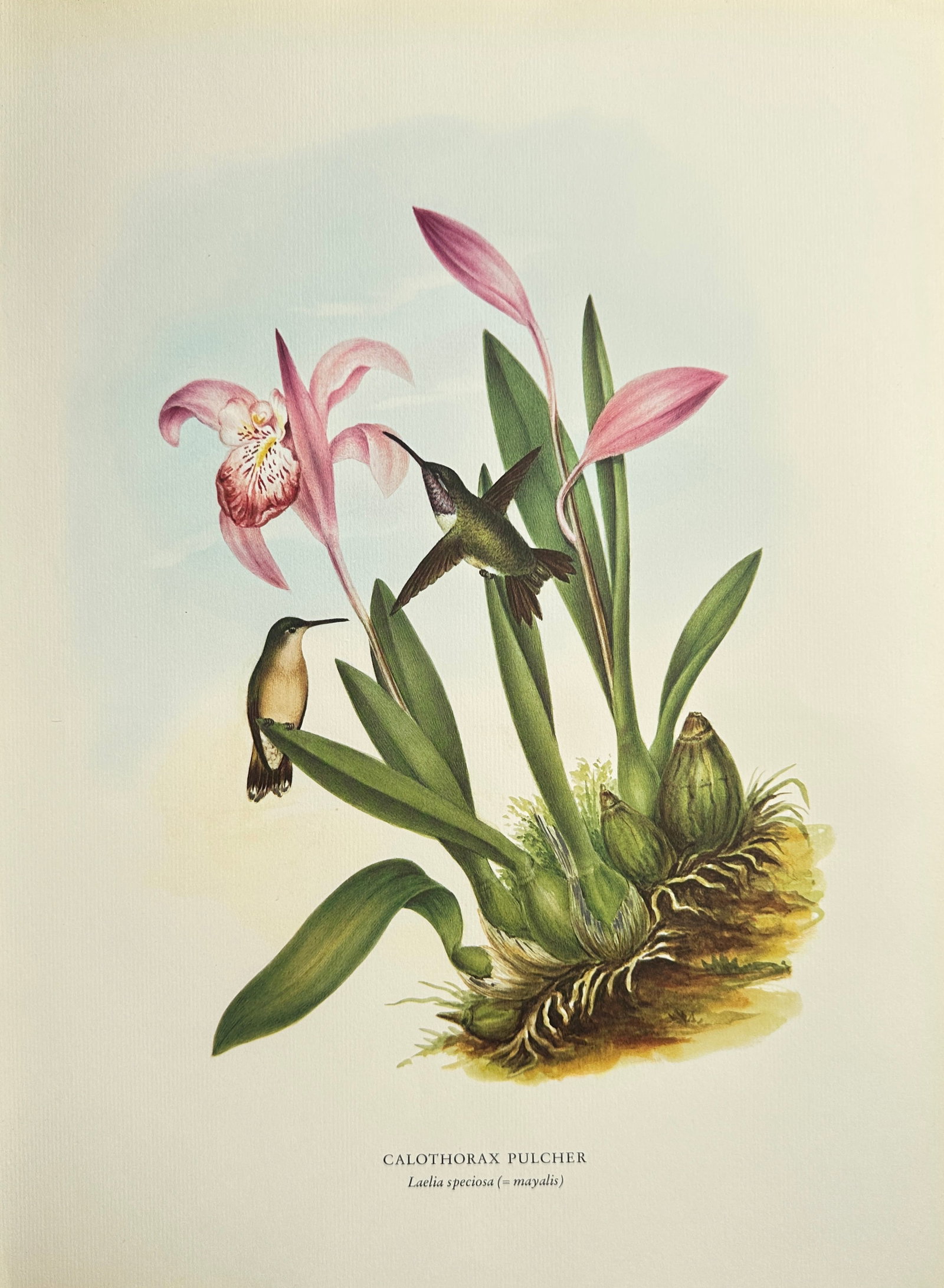 Rafael Montes de Oca (1830–1885), after – Pulcher Hummingbird with Purple Orchid – Offset: This vibrant offset print is based on an illustration by Rafael Montes de Oca, depicting a striking botanical and ornithological scene. The composition features a large, pink and purple Laelia Orchid 