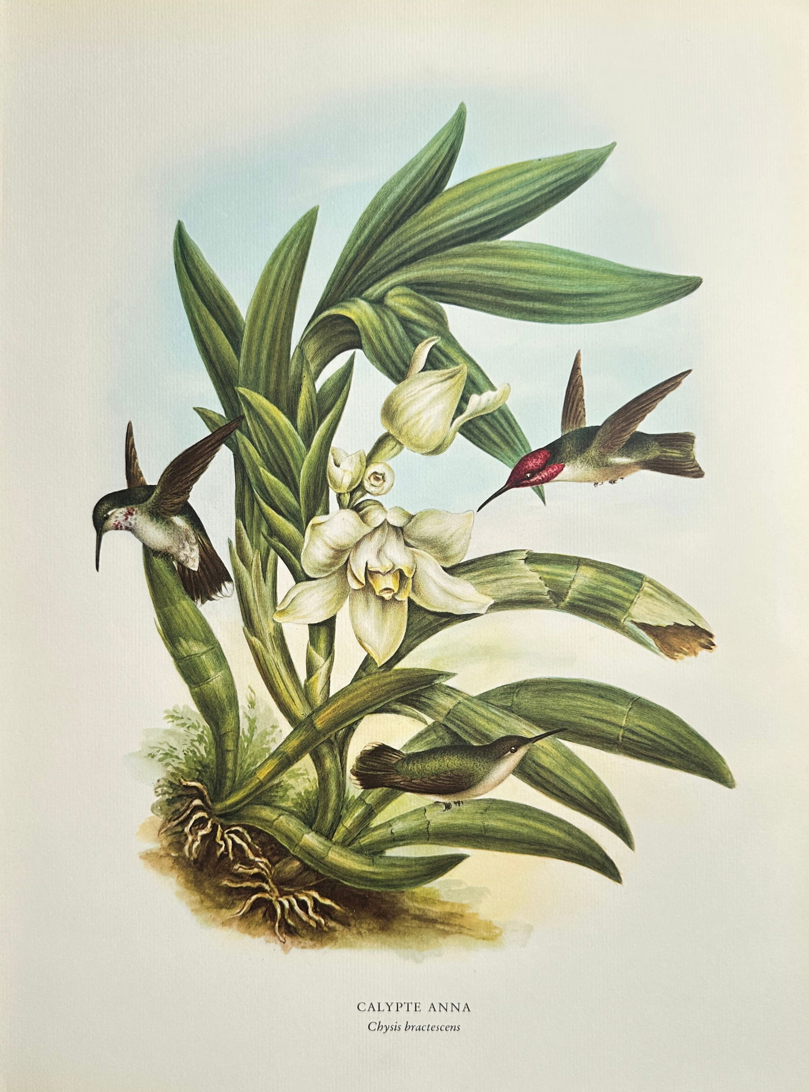 Rafael Montes de Oca (1830–1885), after – Anna's Hummingbird with White Orchid – Offset print (1 of 2)