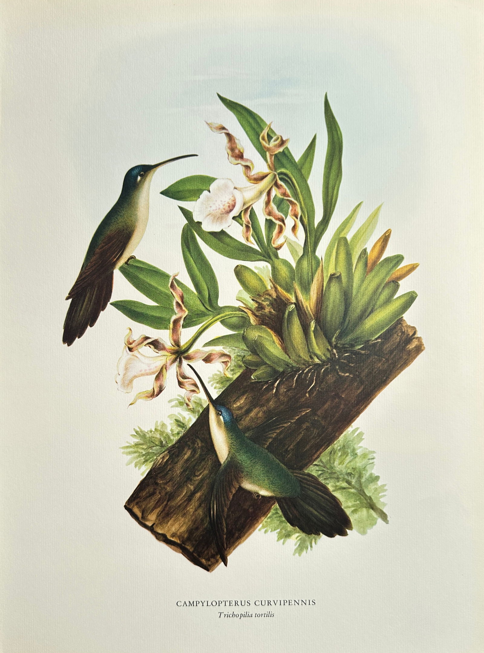 Rafael Montes de Oca (1830–1885), after – Wedge-Tailed Sabrewing Hummingbirds with Twisted Hair (1 of 2)