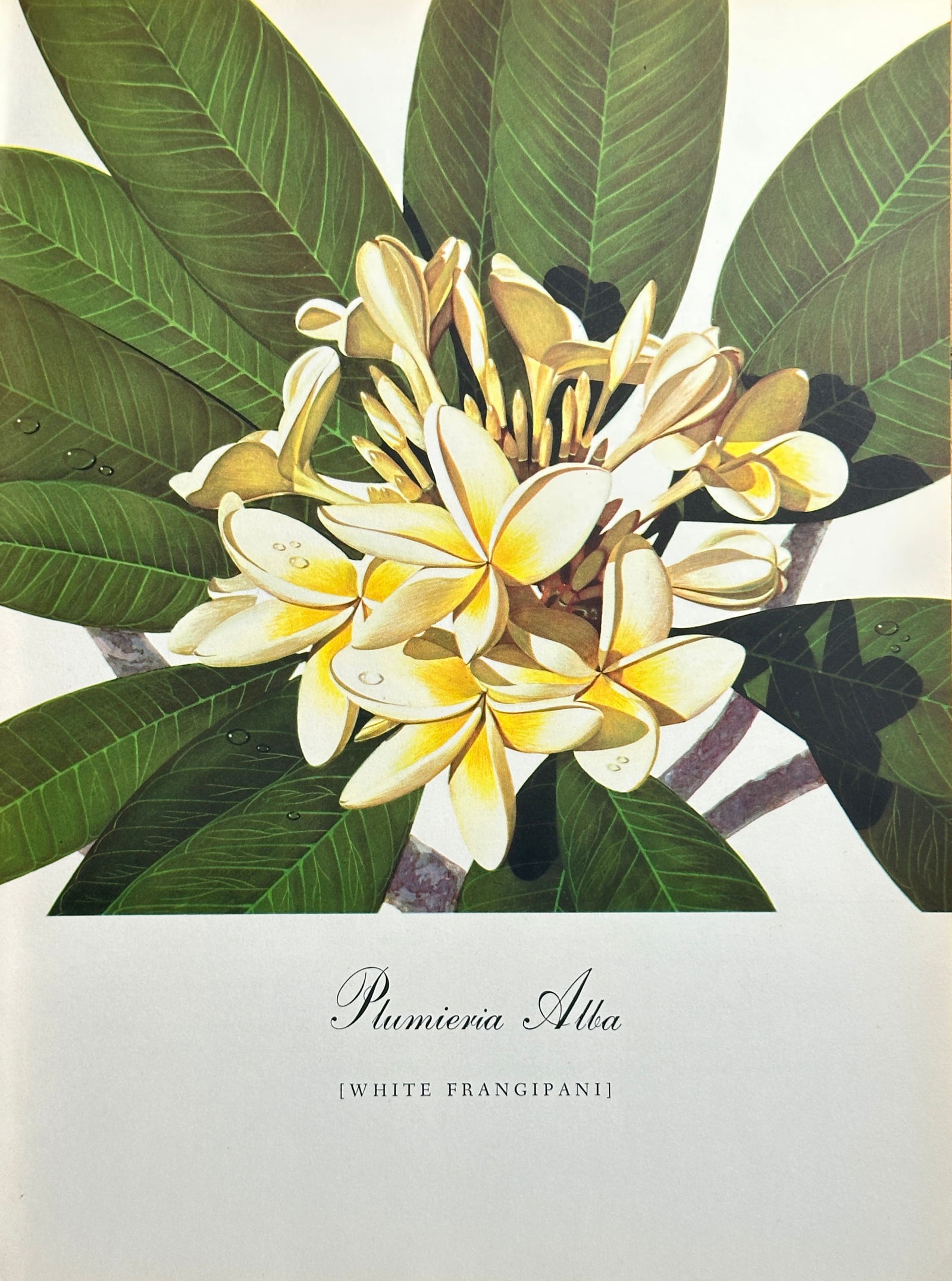 Bernard Pertchik (1900–1983), after – White Frangipani (Plumeria Alba) – Offset print (20th (1 of 2)