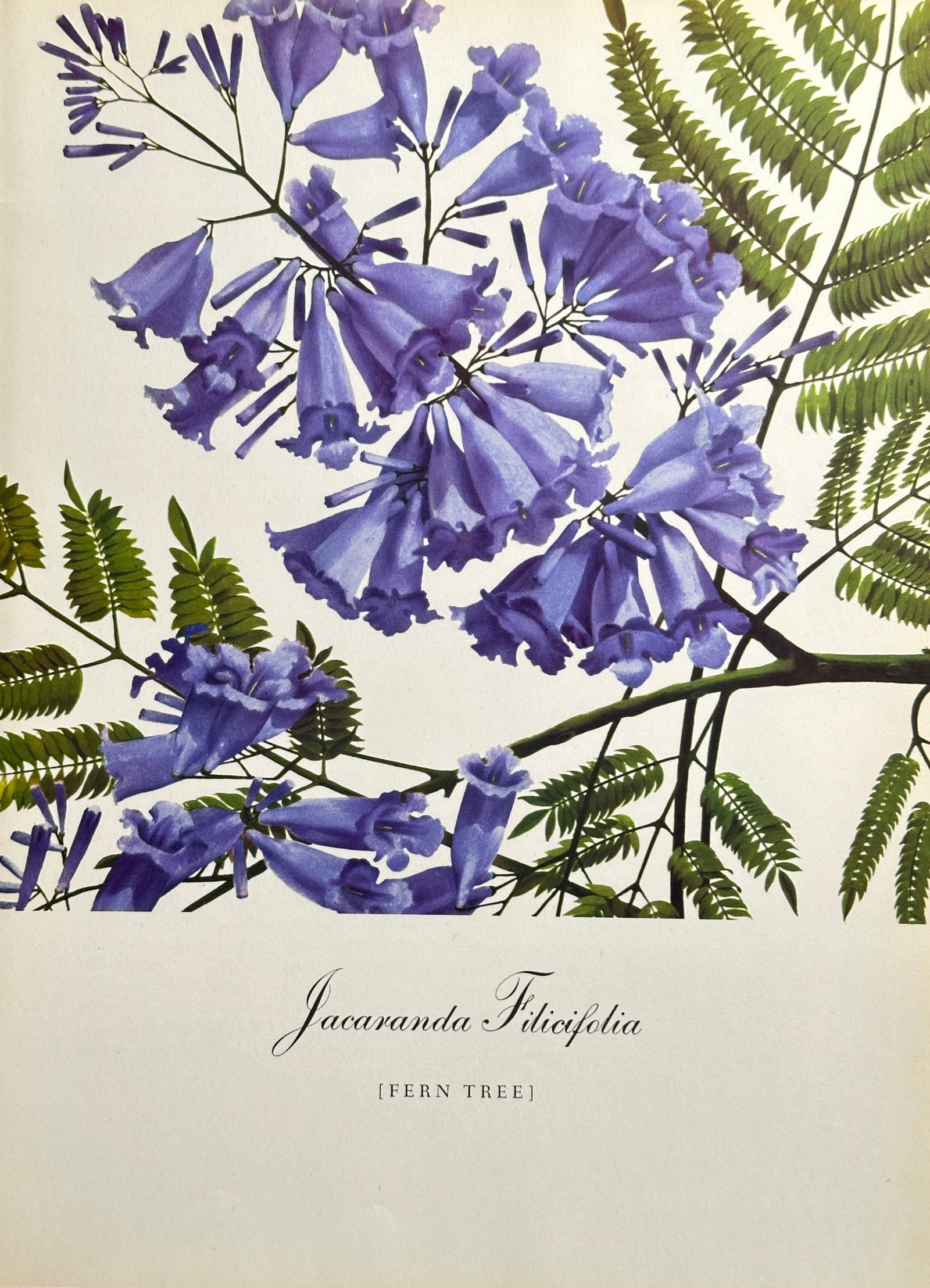 Bernard Pertchik (1900–1983), after – Jacaranda (Jacaranda Filicifolia) – Offset print (20th: This vibrant offset print is based on a botanical illustration by Bernard Pertchik, depicting a branch of the Jacaranda tree (Jacaranda Filicifolia), commonly known as the Fern Tree. The image feature